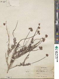 Eriogonum fasciculatum var. polifolium image