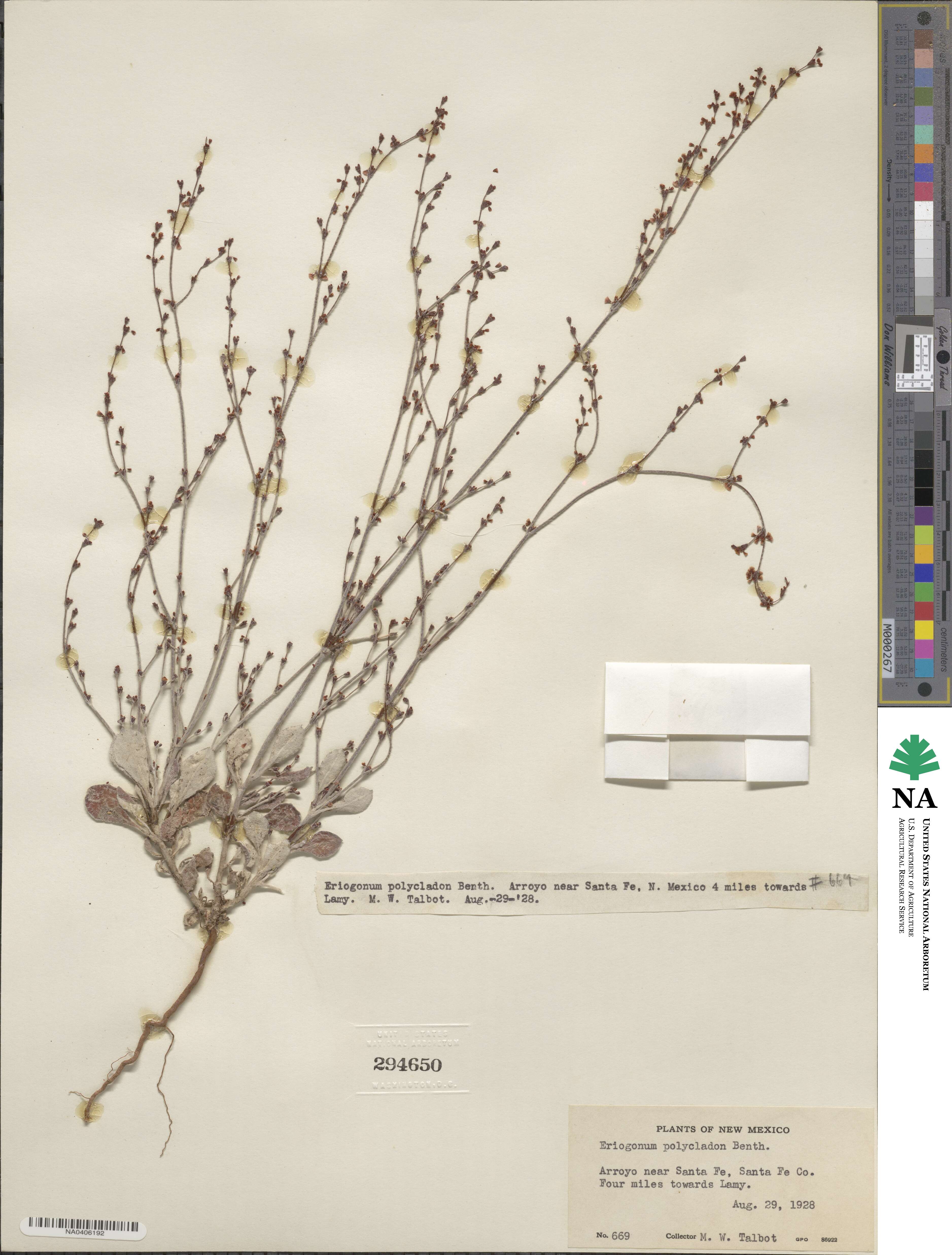 Eriogonum polycladon image