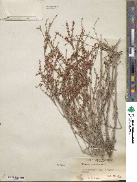 Eriogonum polycladon image