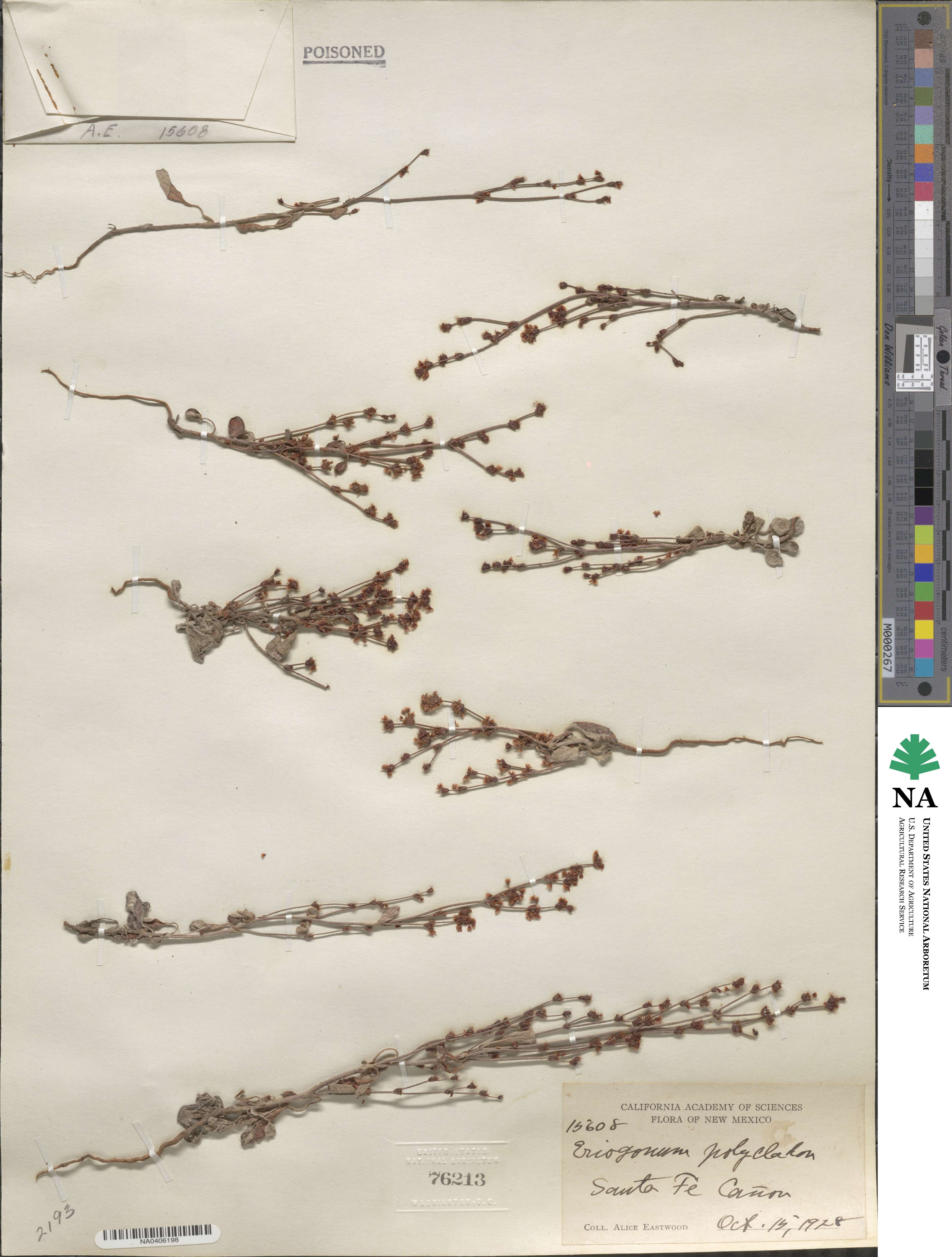 Eriogonum polycladon image