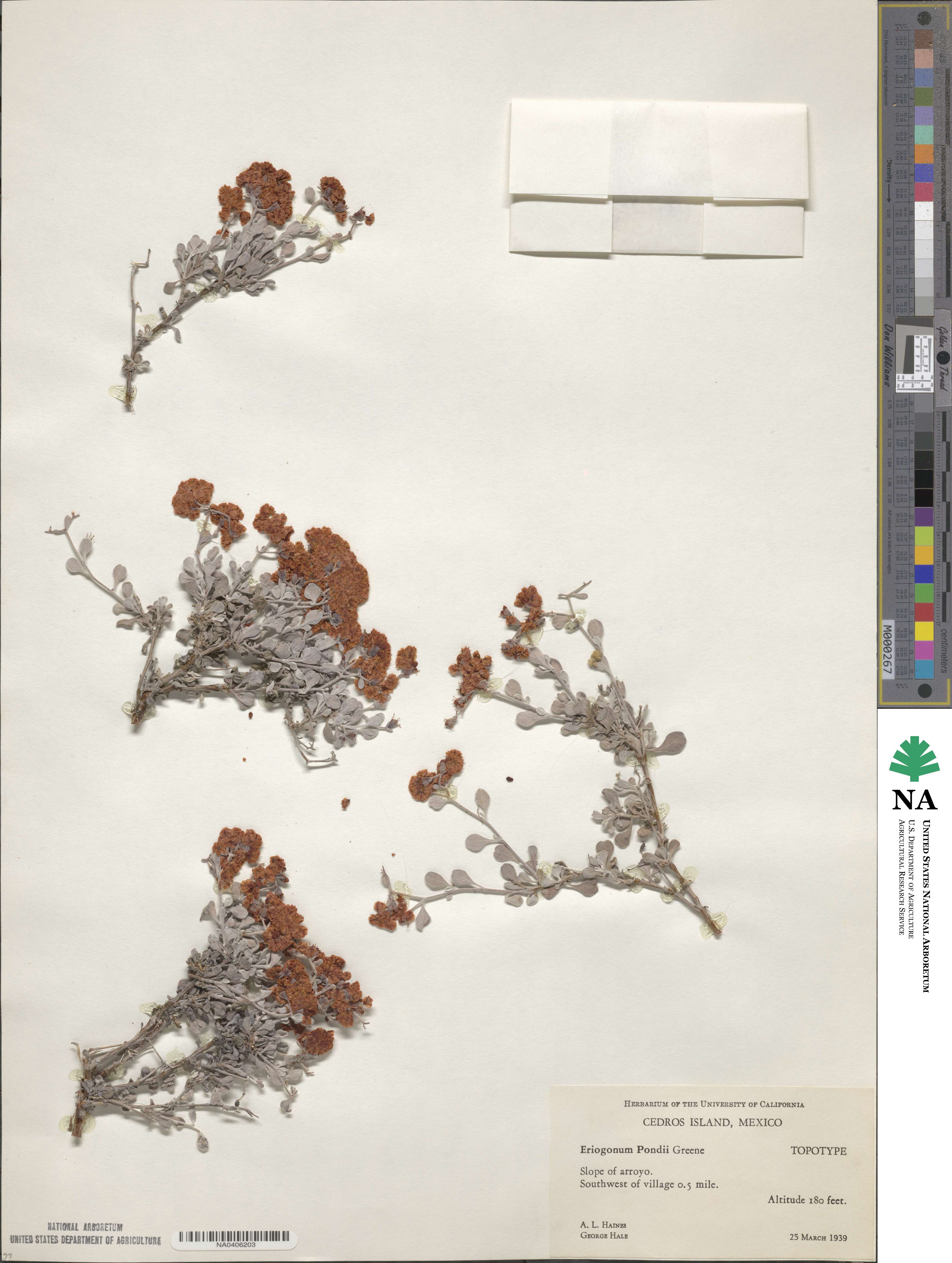 Eriogonum pondii image