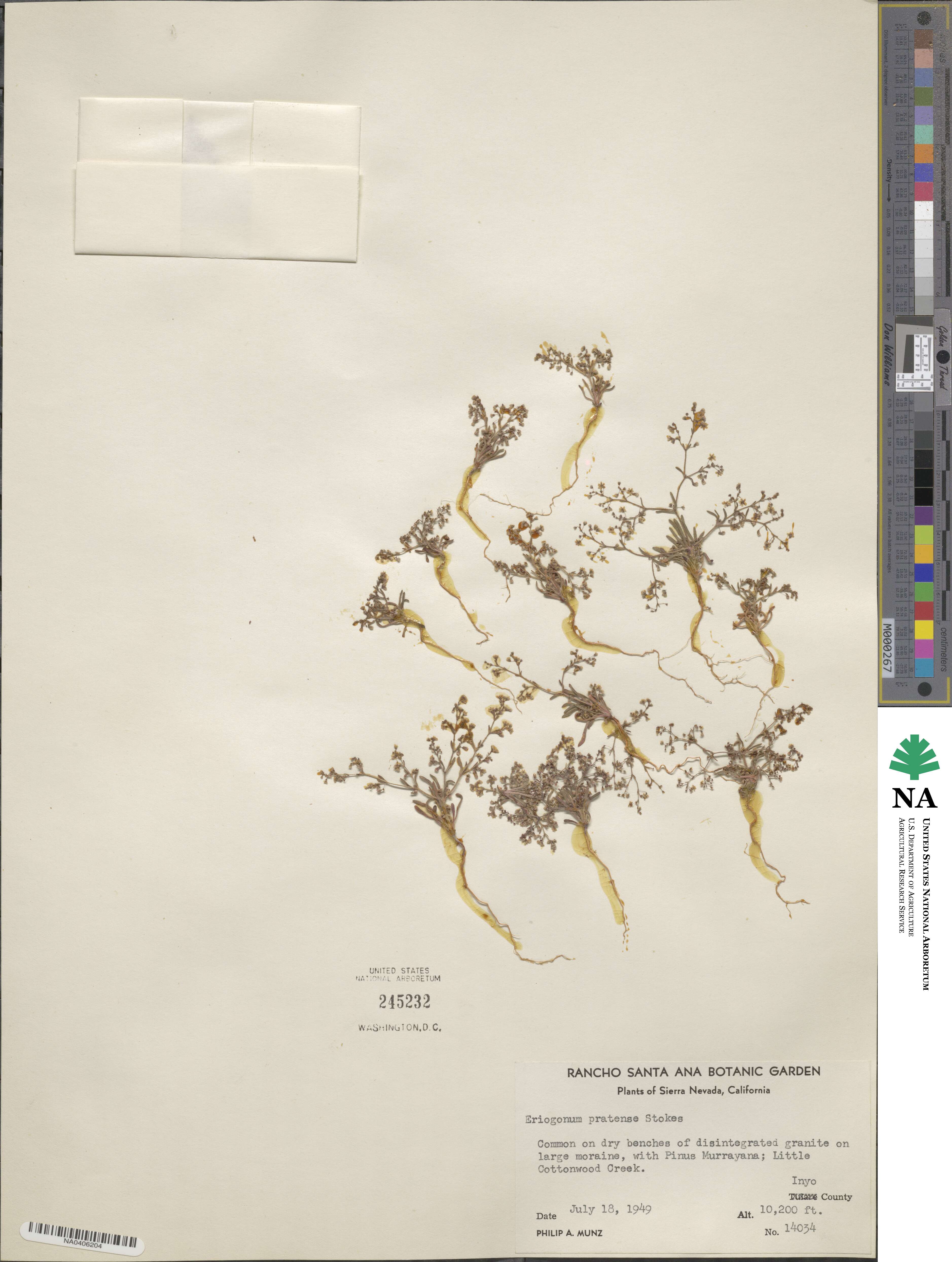 Eriogonum spergulinum var. pratense image