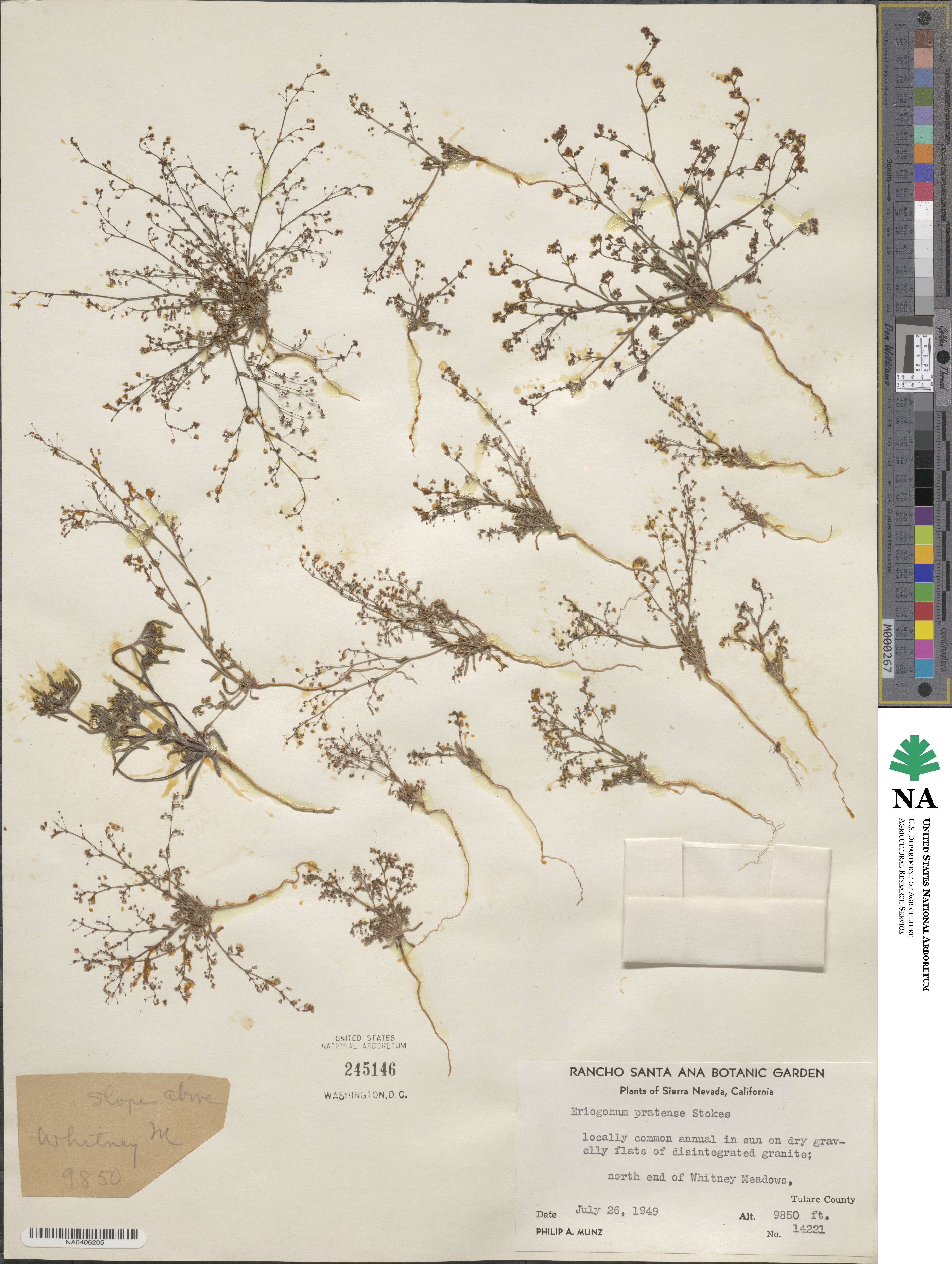 Eriogonum spergulinum var. pratense image