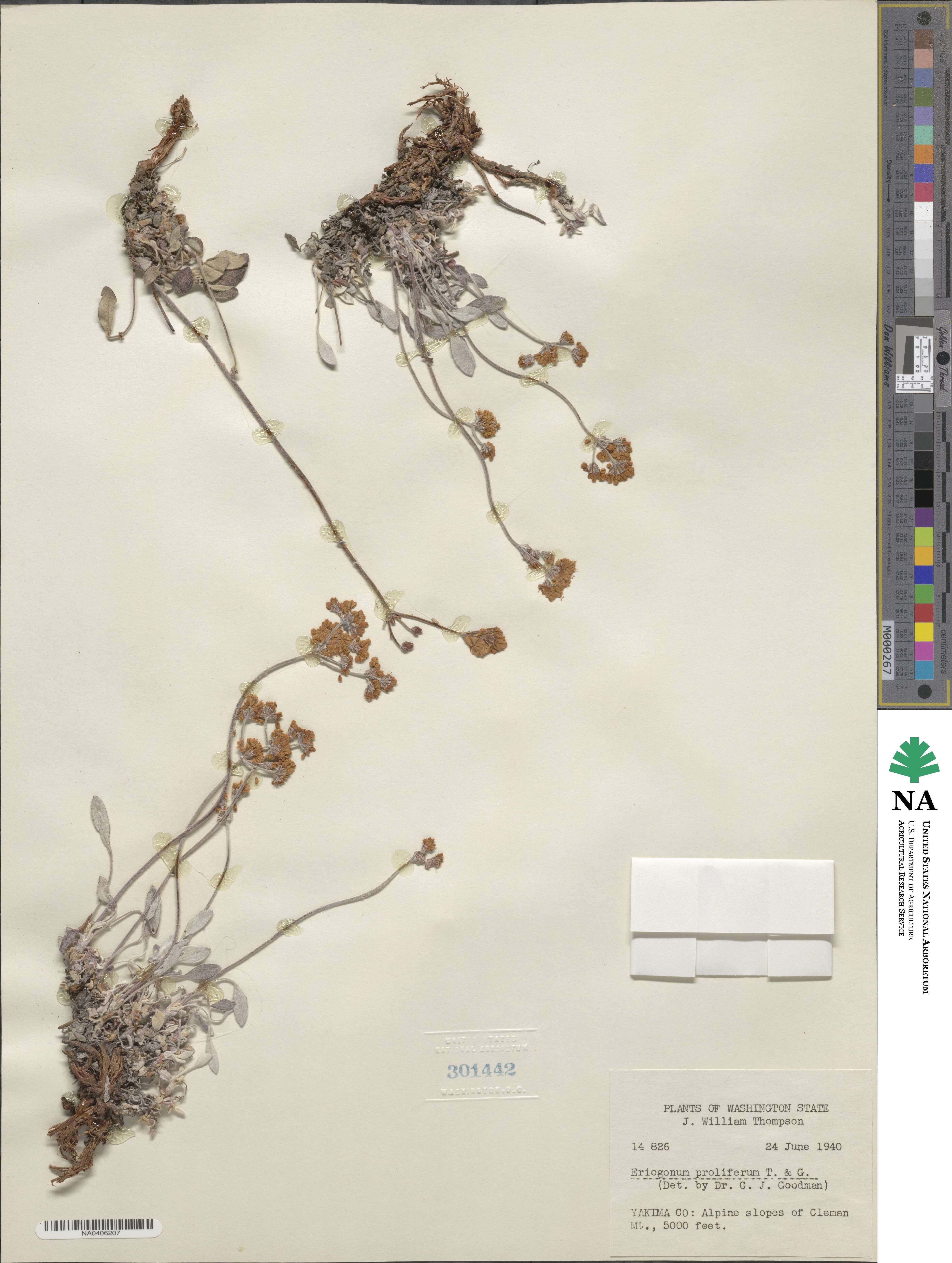 Eriogonum wrightii var. nodosum image