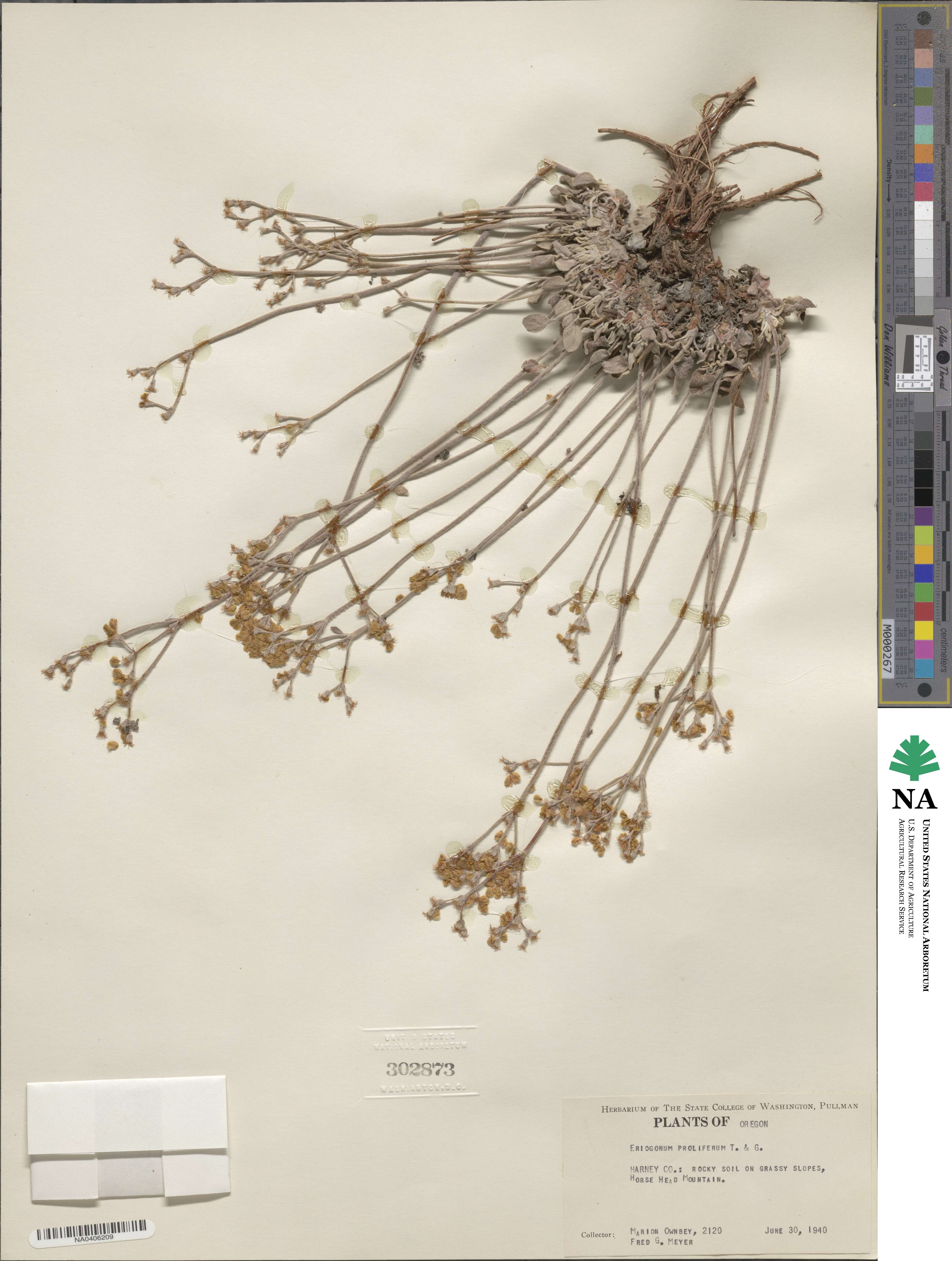 Eriogonum strictum image