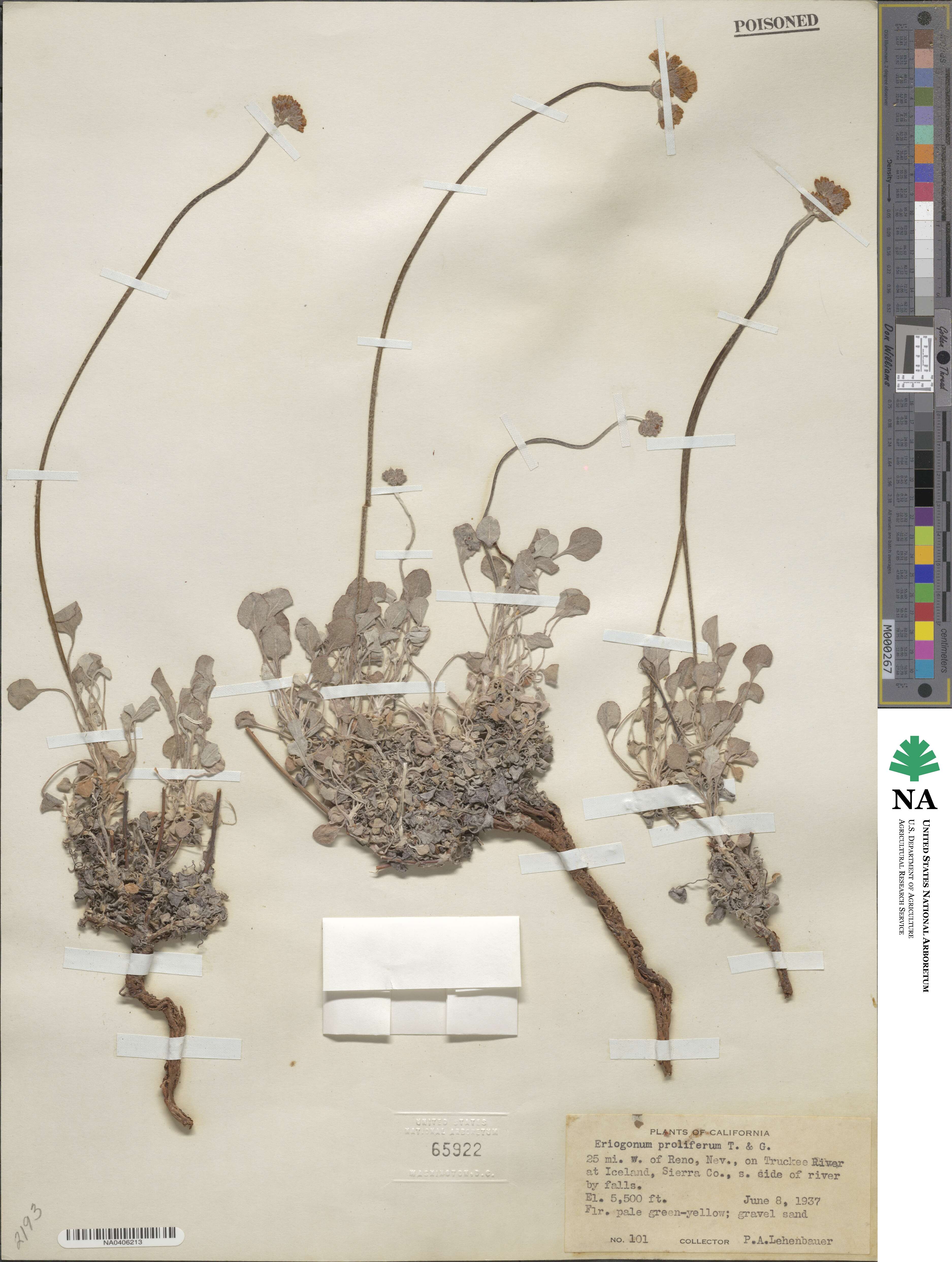 Eriogonum strictum var. proliferum image