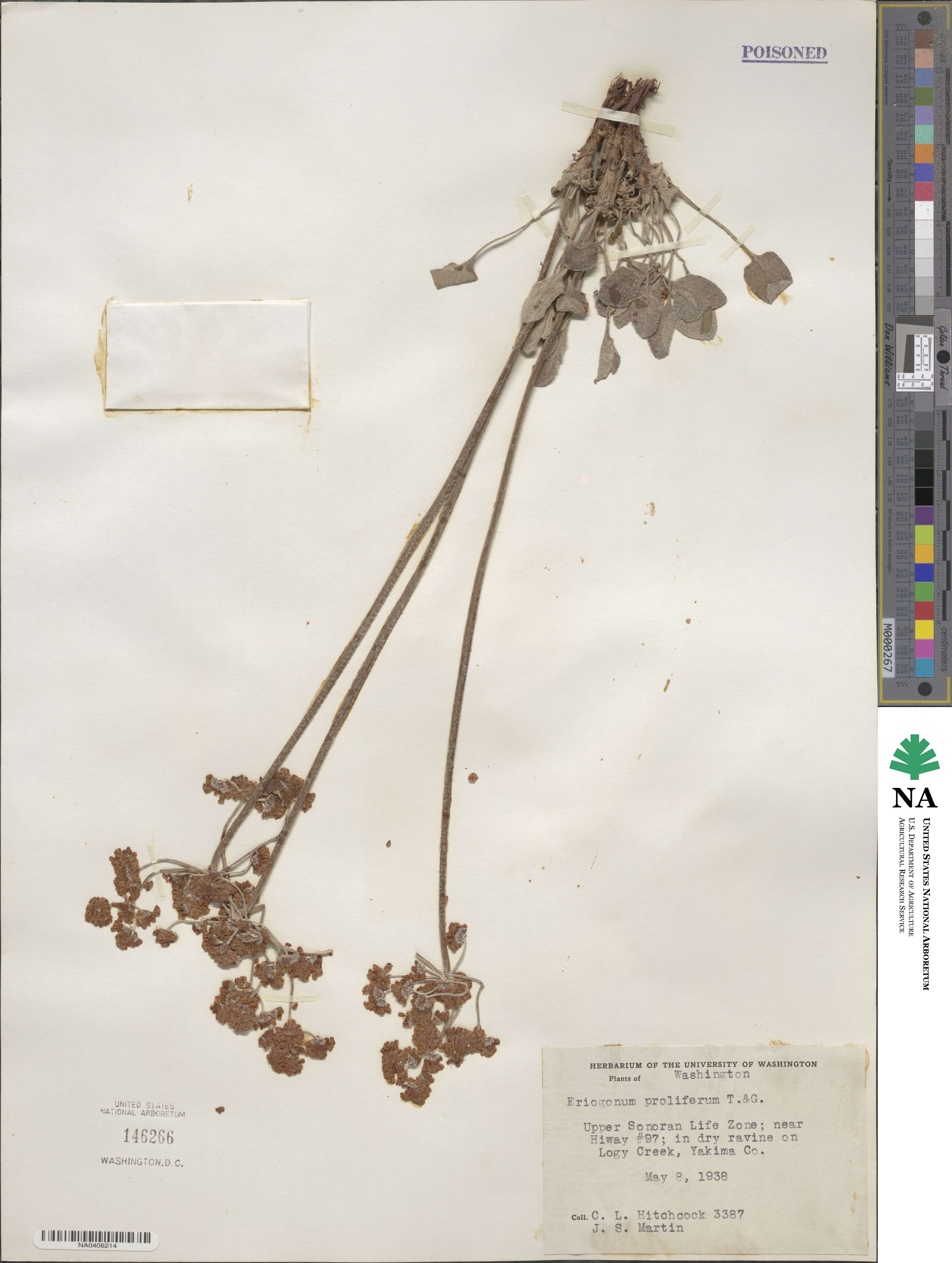 Eriogonum strictum image