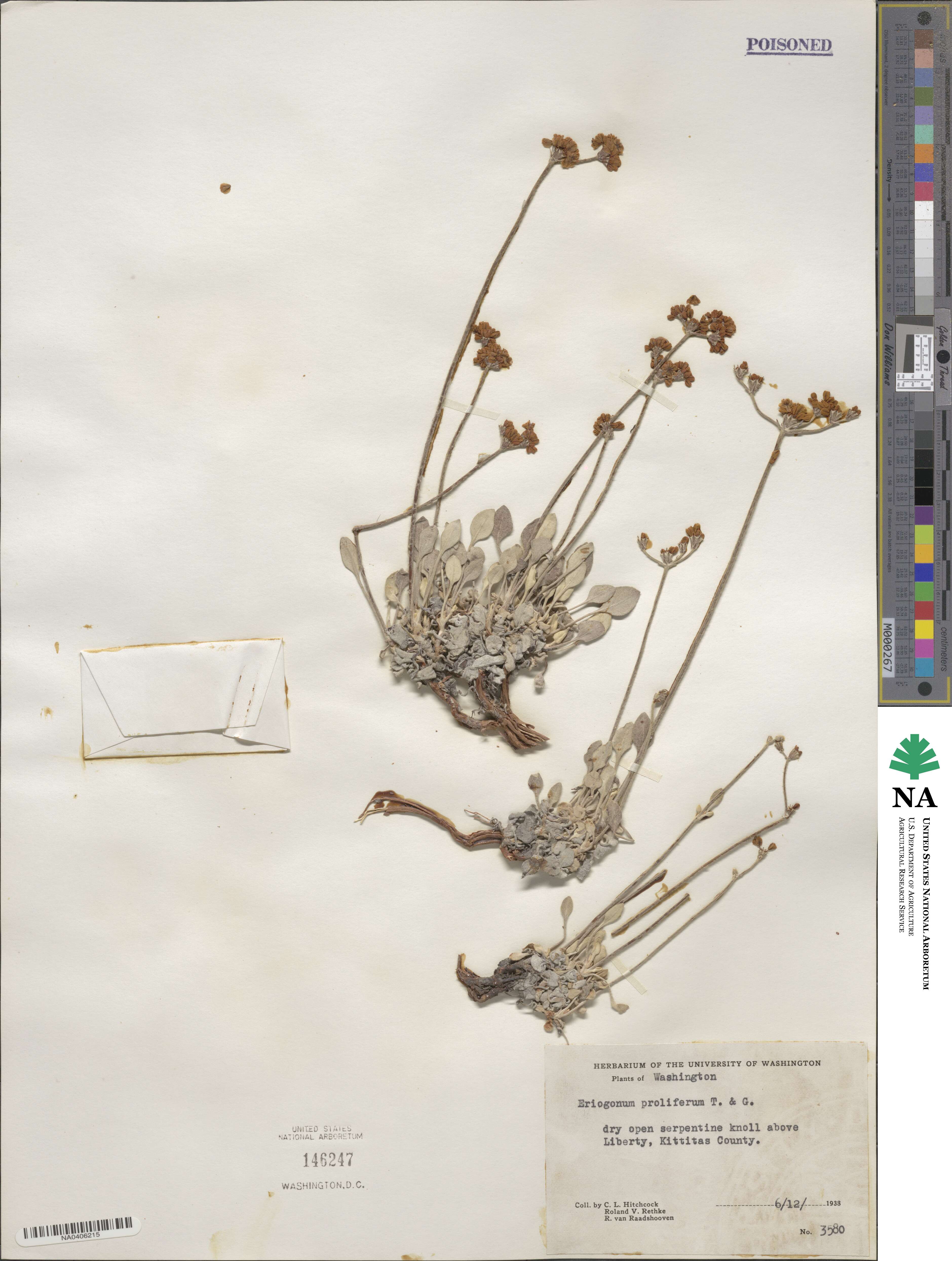 Eriogonum strictum var. proliferum image