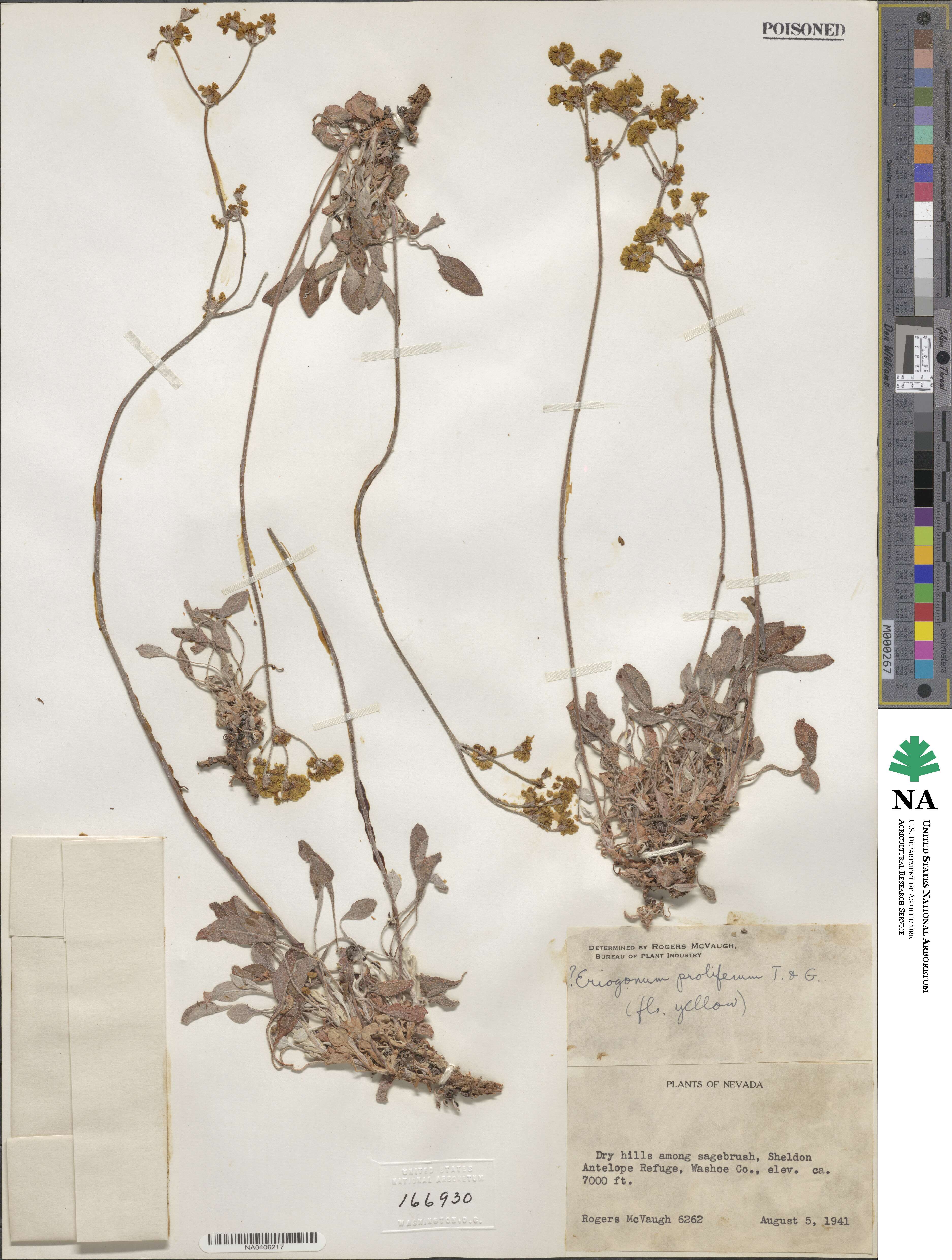 Eriogonum strictum image