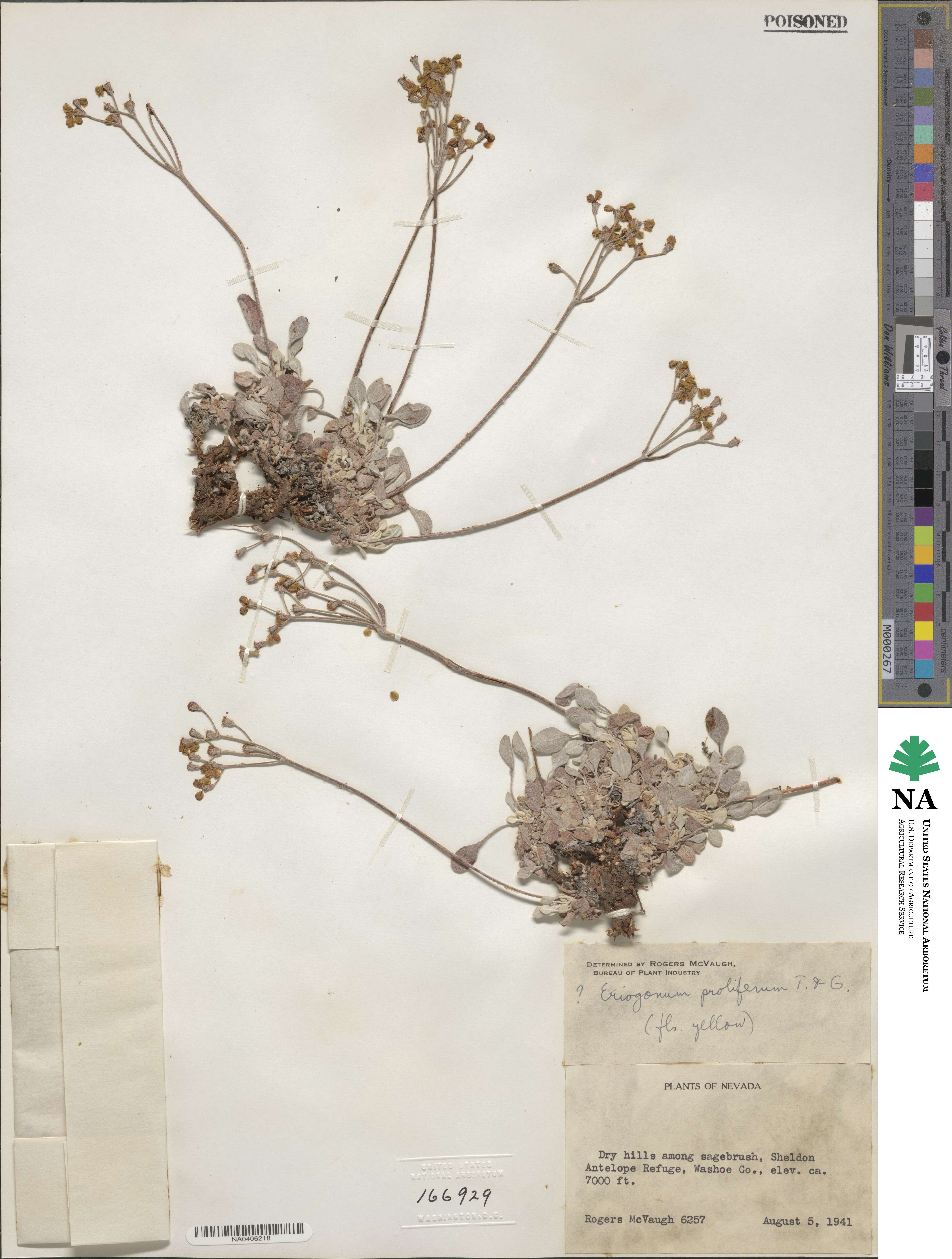 Eriogonum strictum var. proliferum image
