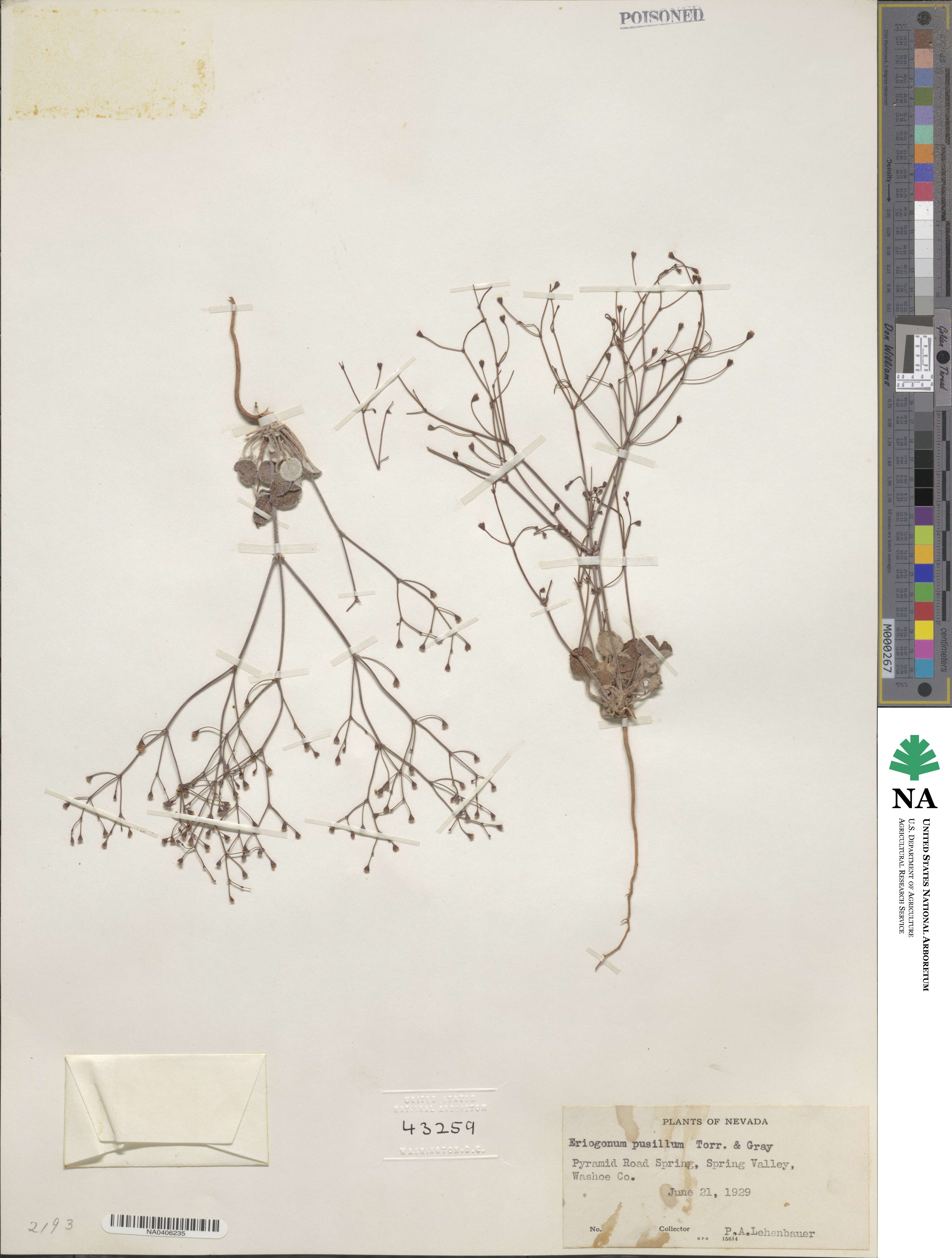 Eriogonum pusillum image