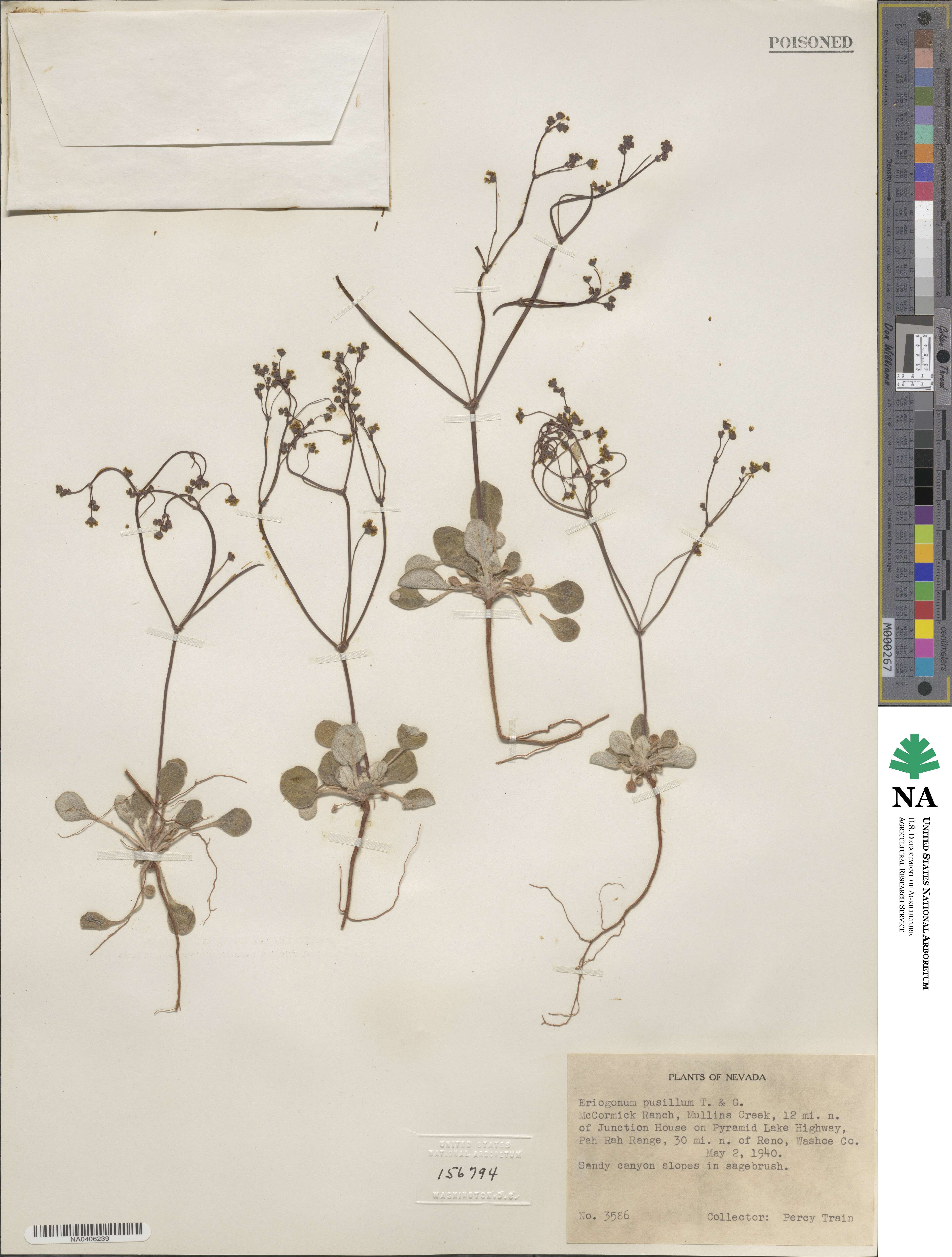 Eriogonum pusillum image