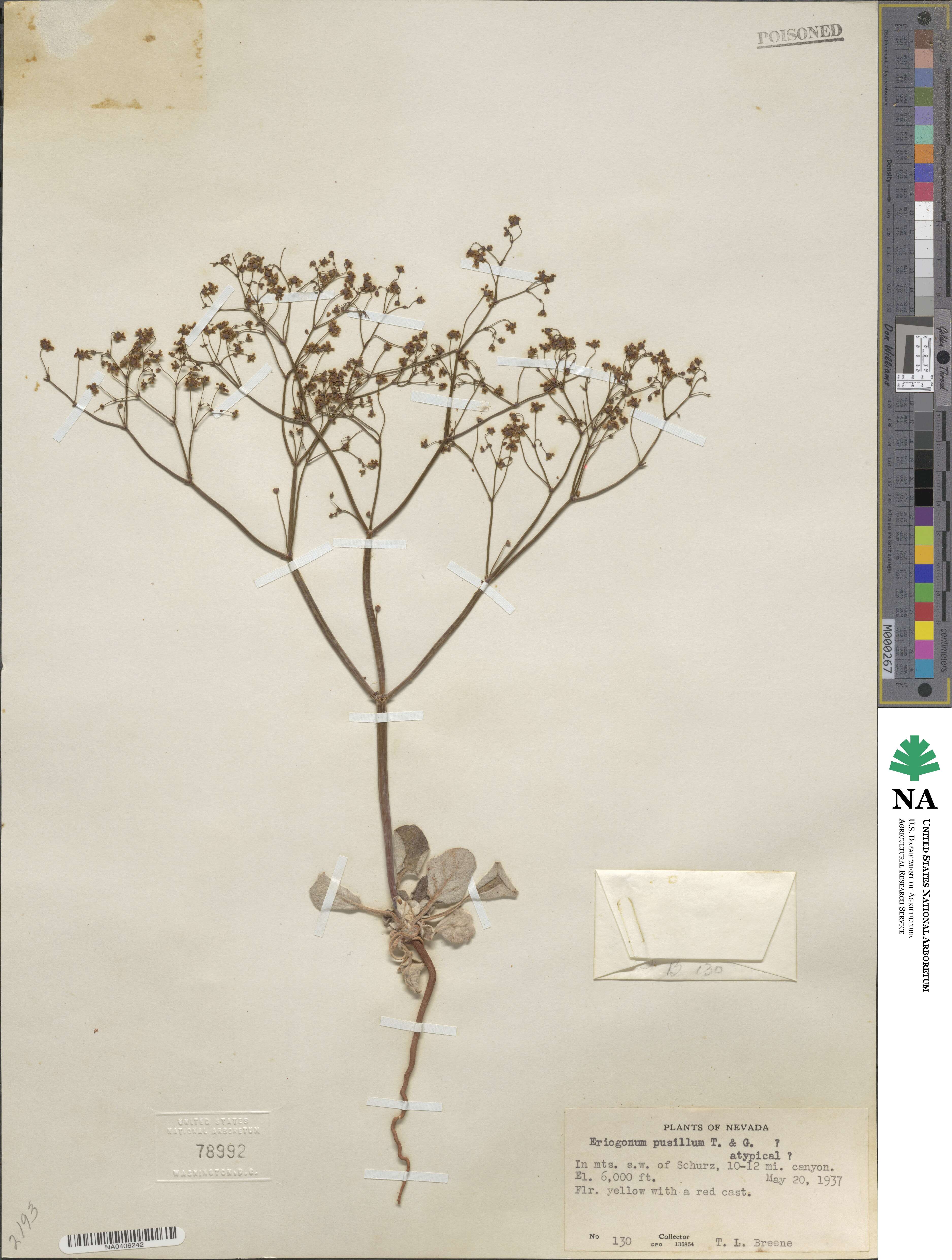 Eriogonum pusillum image