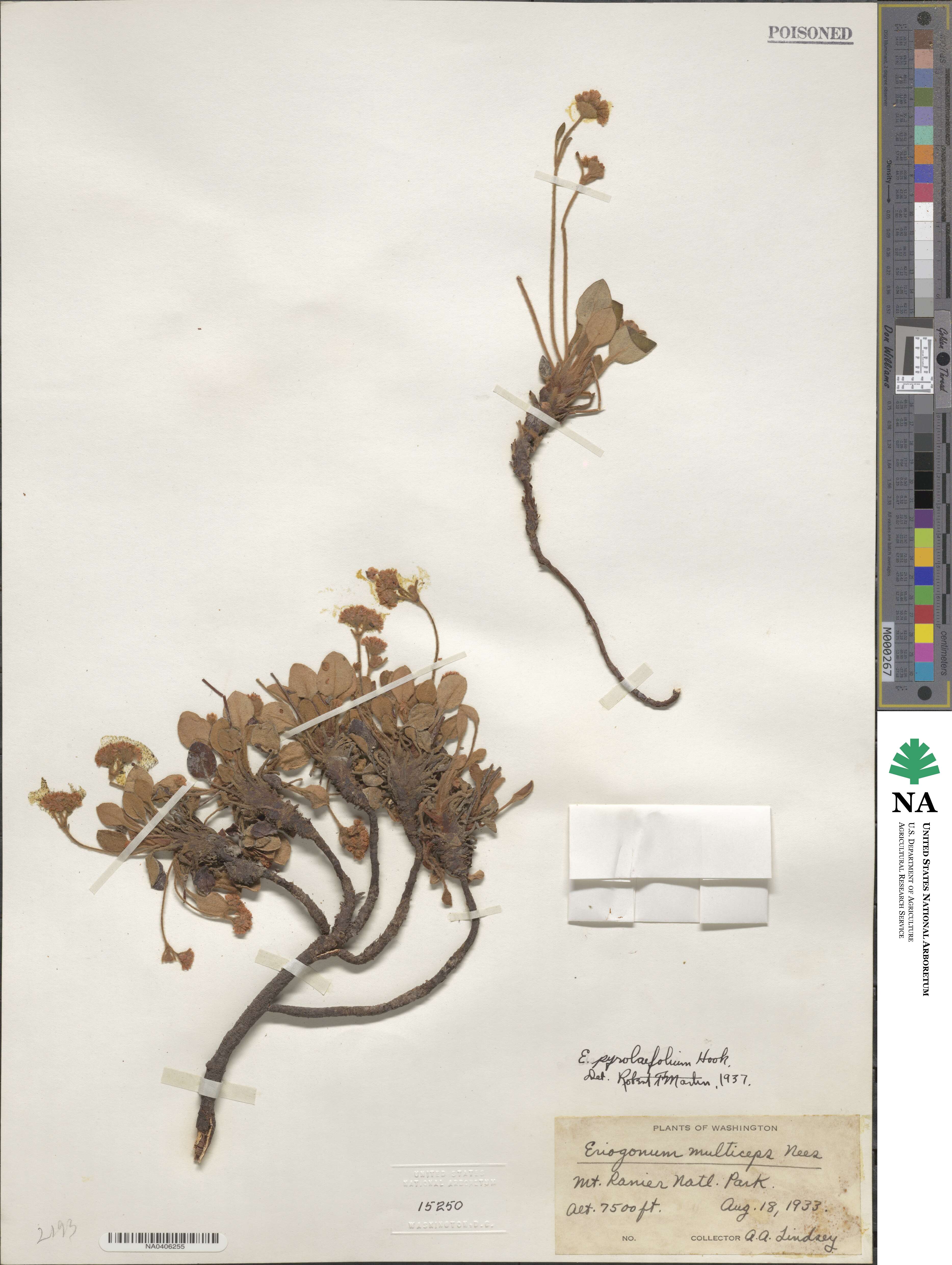 Eriogonum pyrolifolium image