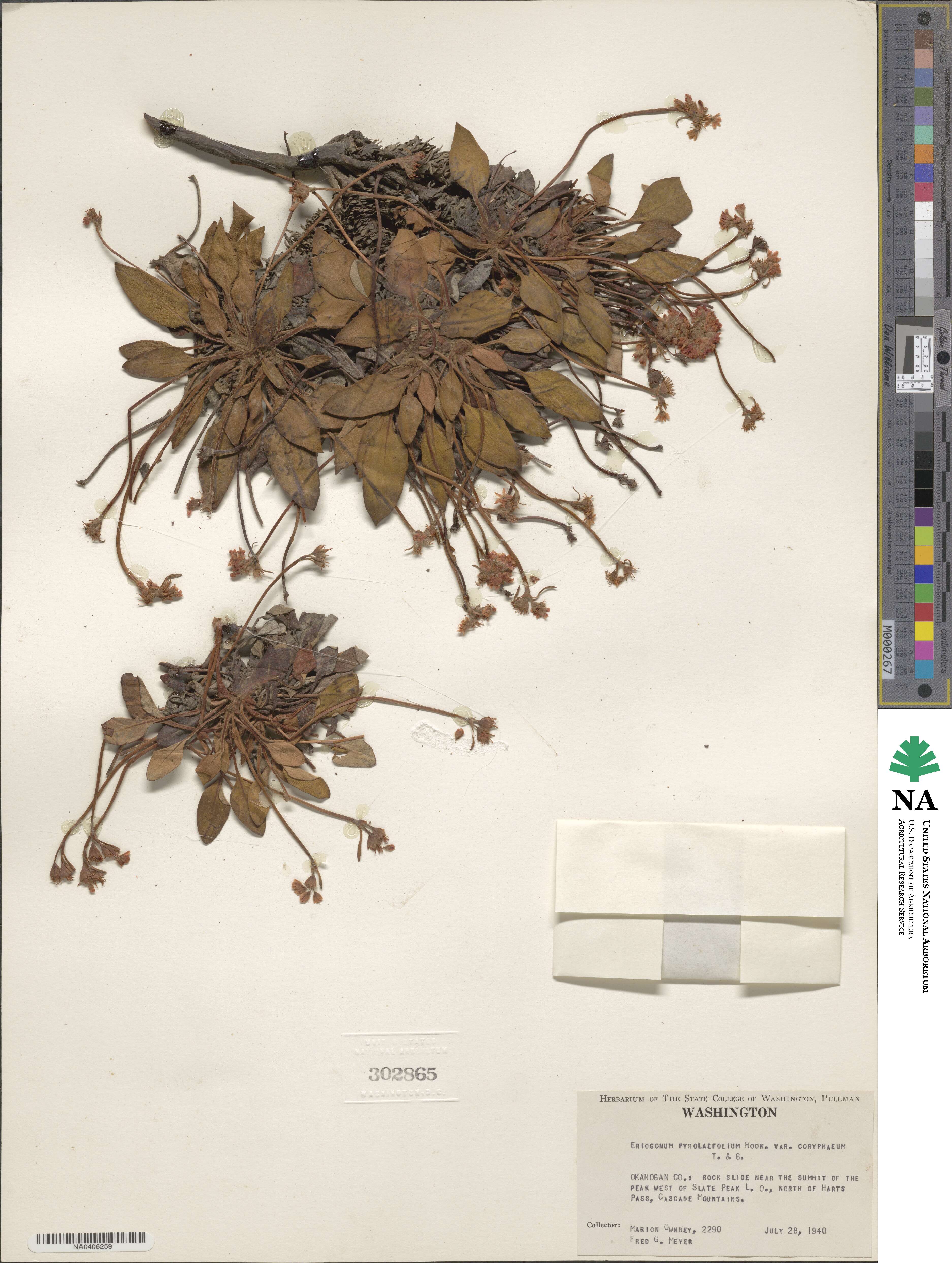 Eriogonum pyrolifolium var. coryphaeum image
