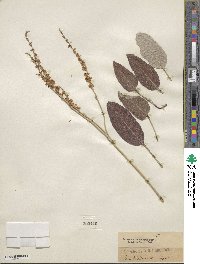 Eriogonum racemosum image