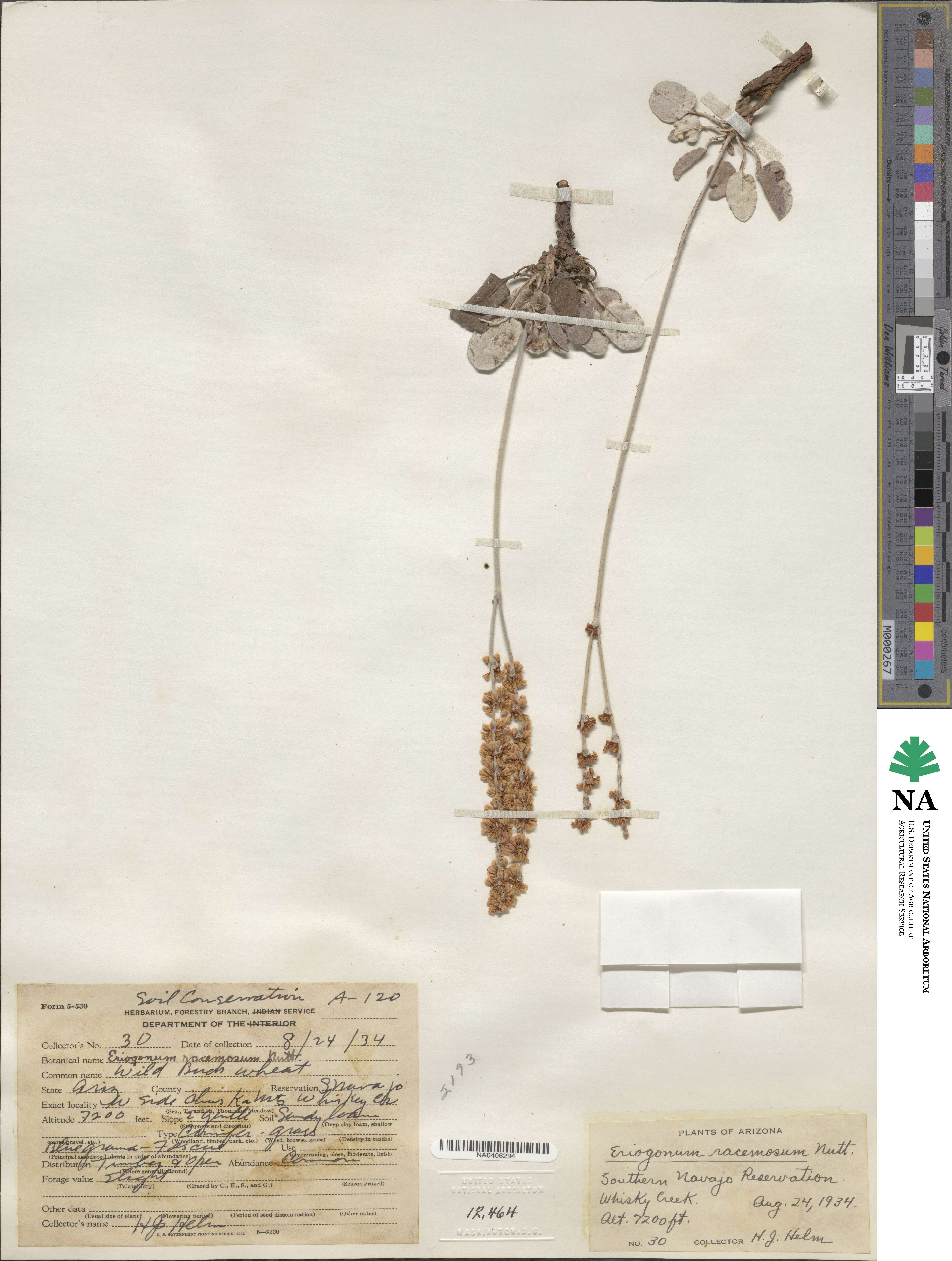 Eriogonum racemosum image