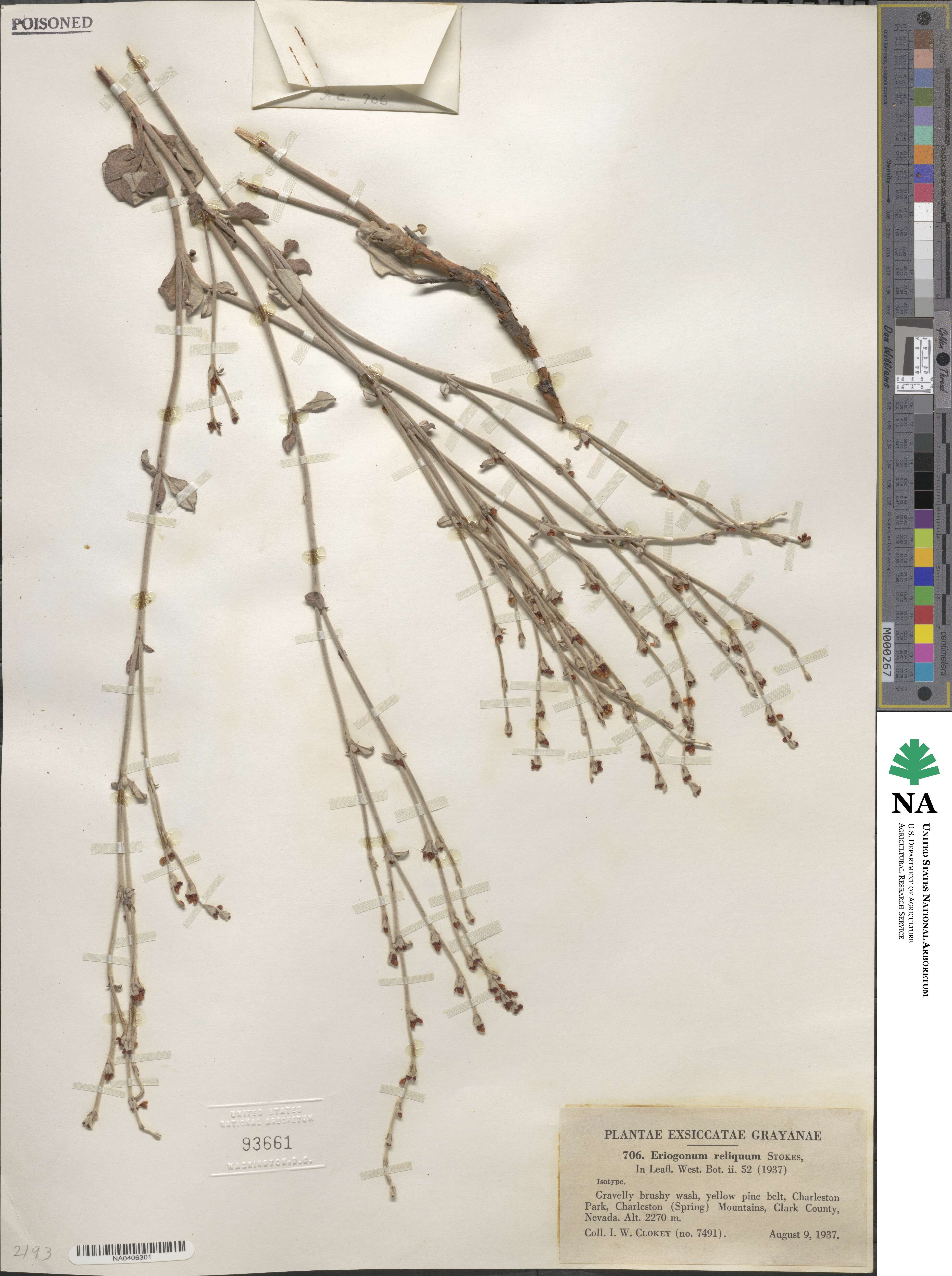 Eriogonum panamintense image