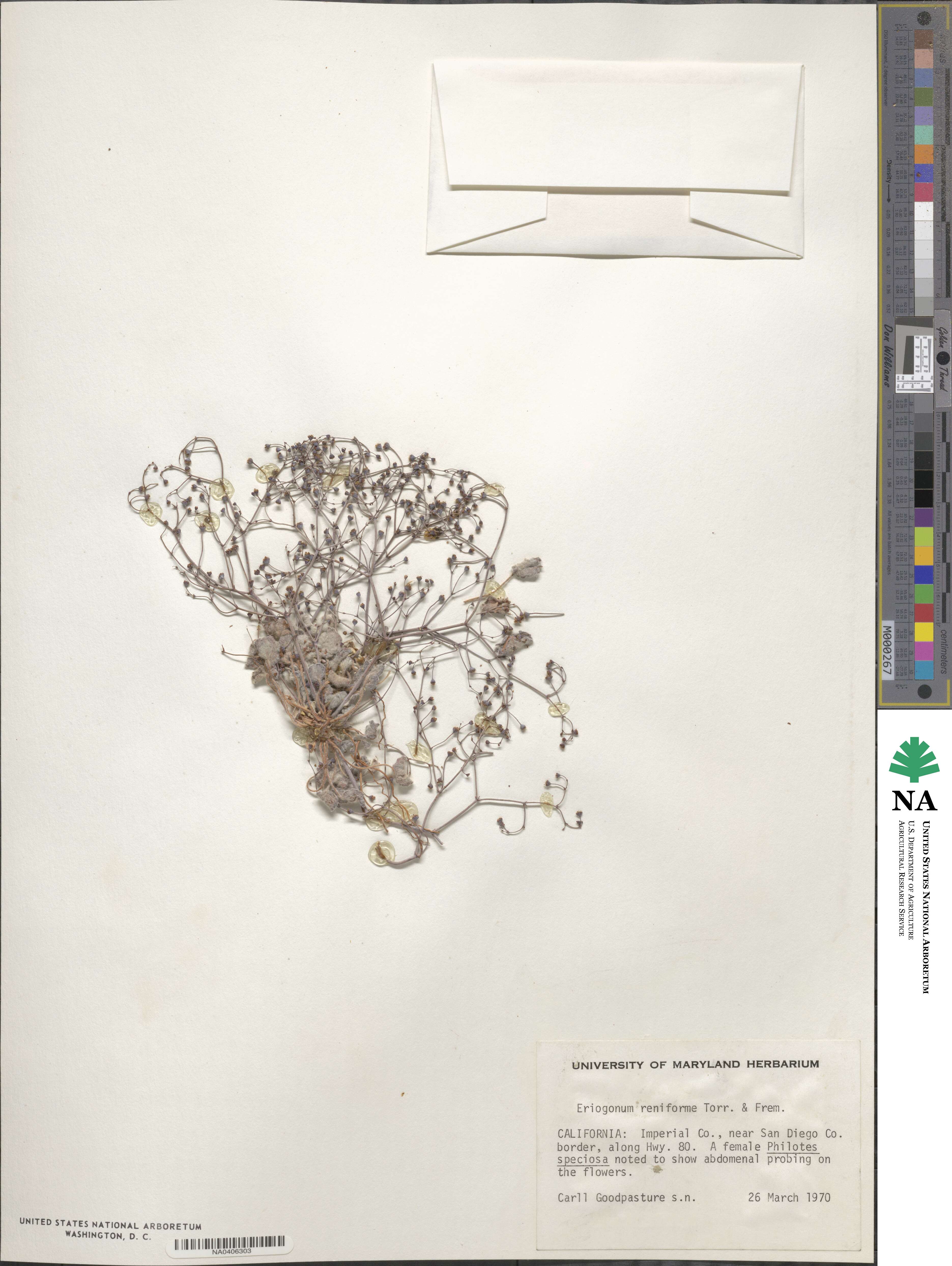 Eriogonum reniforme image