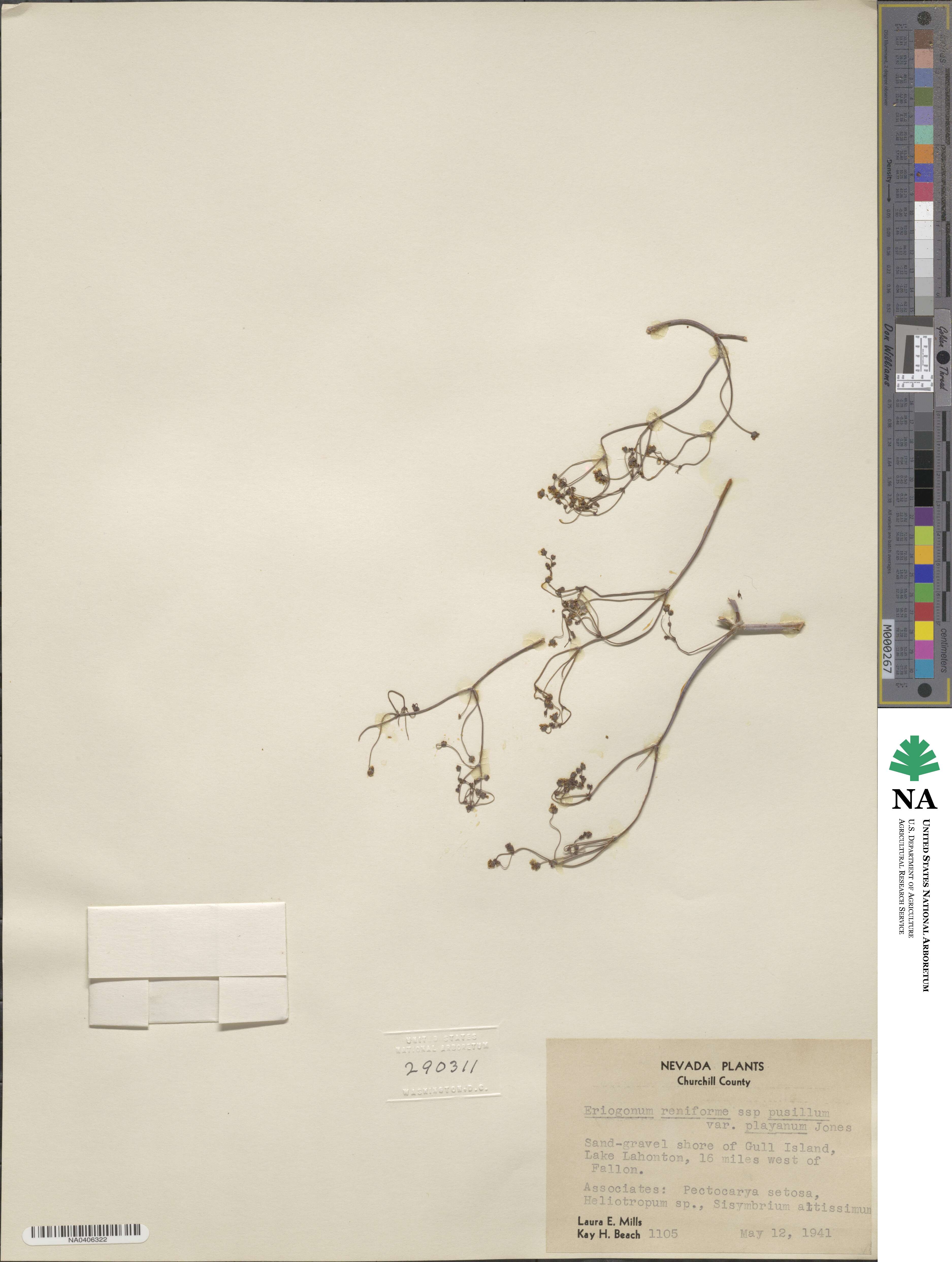 Eriogonum pusillum image