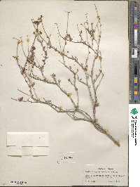 Eriogonum fasciculatum var. polifolium image