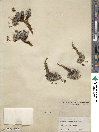 Eriogonum ovalifolium image