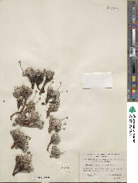 Eriogonum ovalifolium image