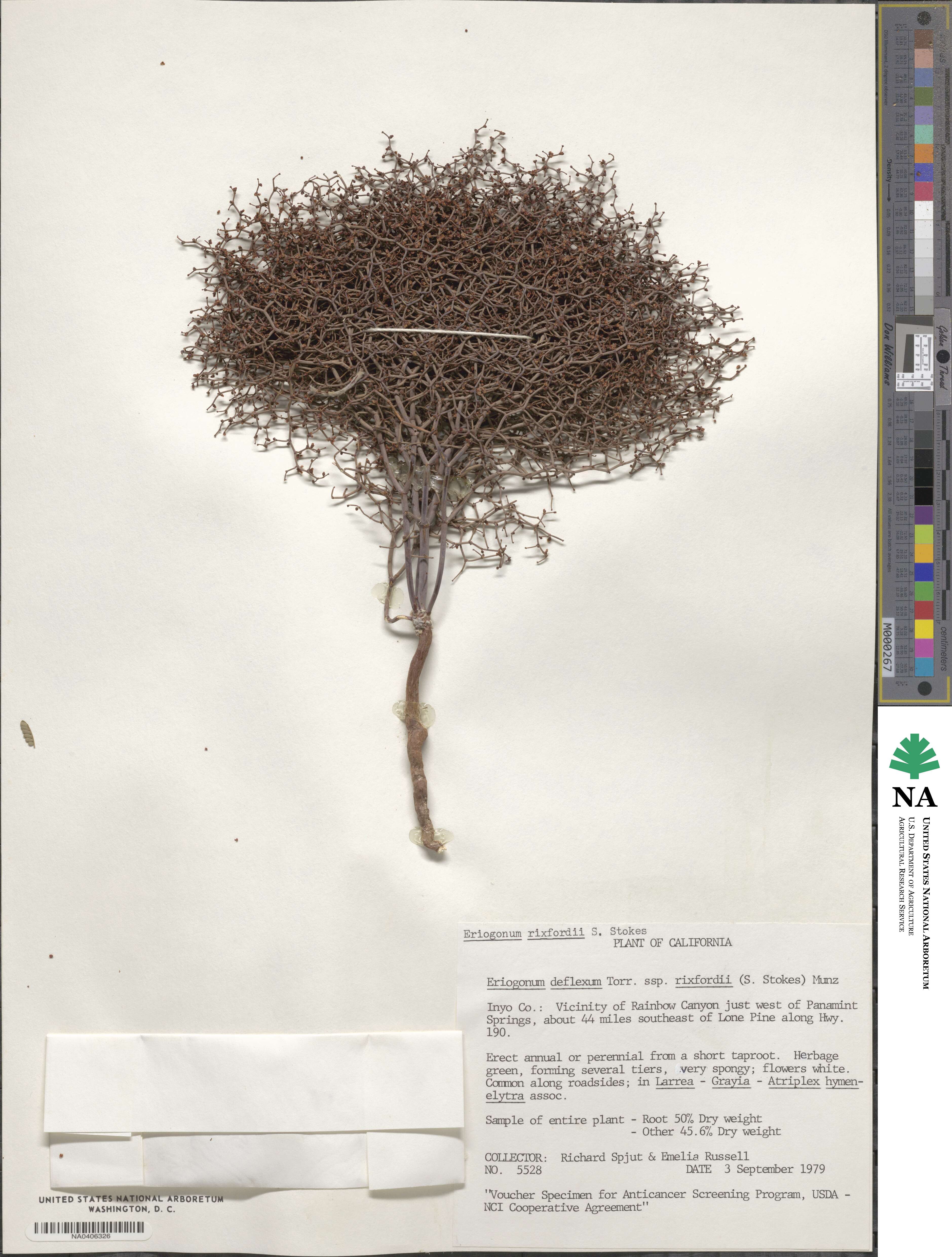 Eriogonum rixfordii image
