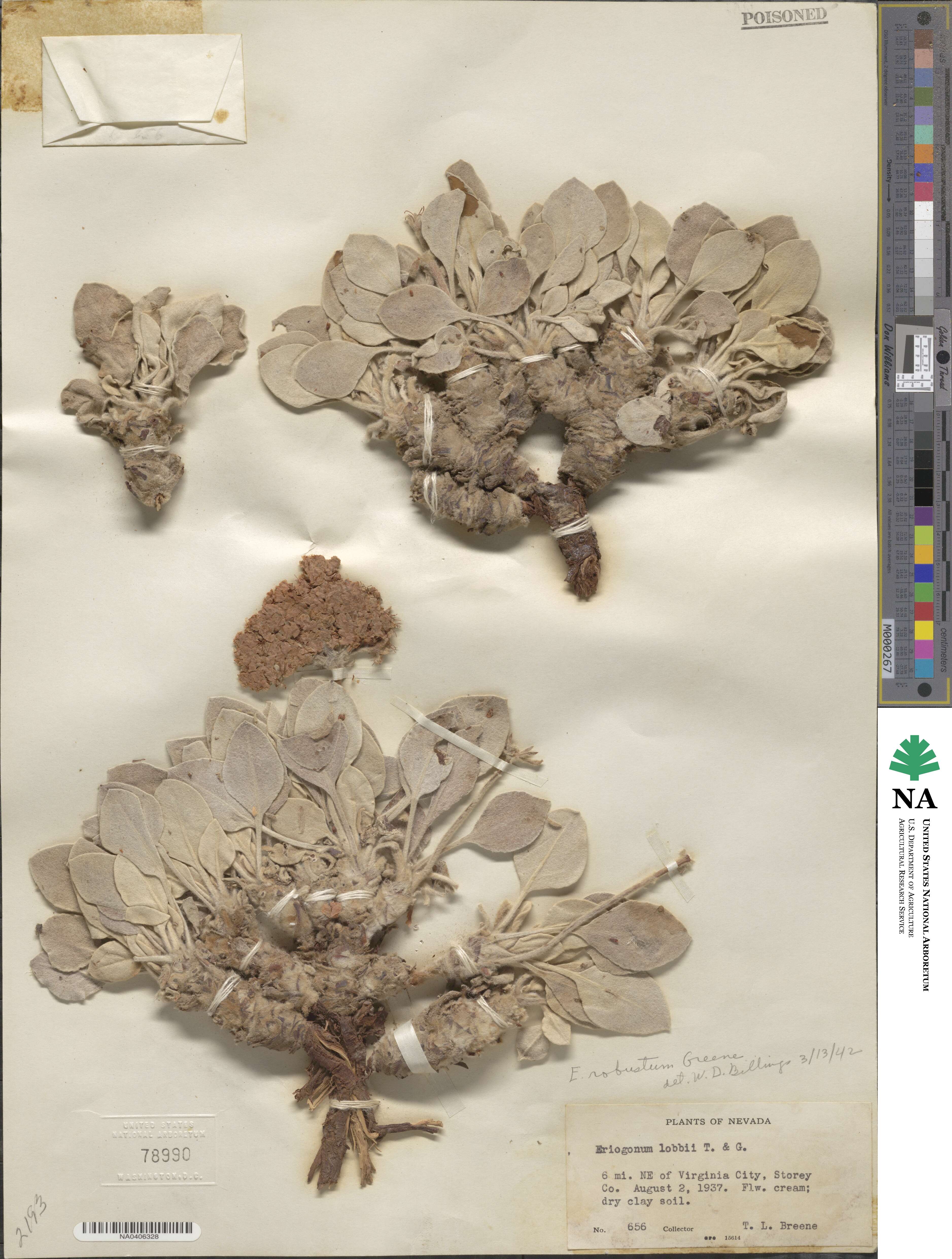 Eriogonum robustum image