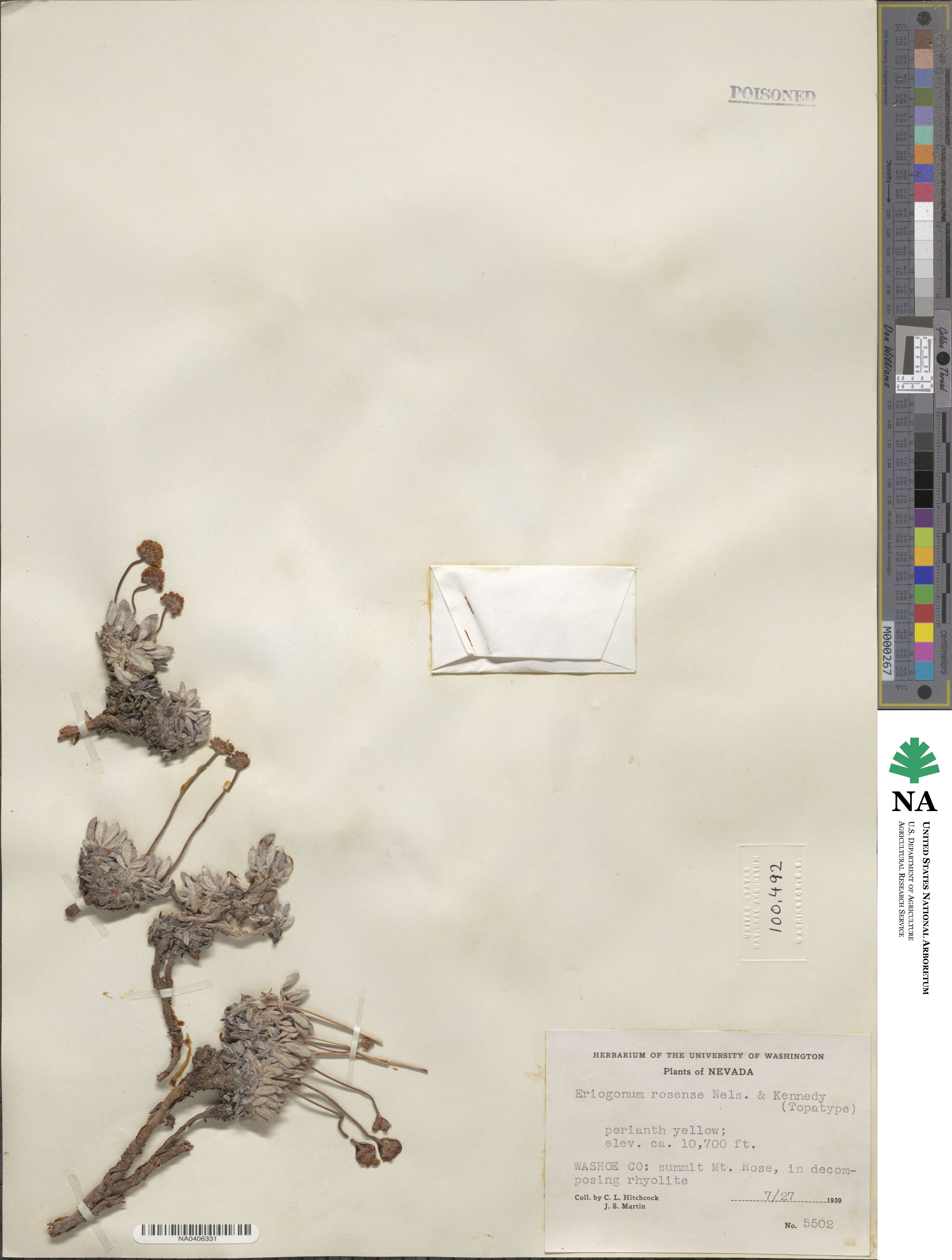 Eriogonum rosense image
