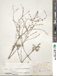 Eriogonum gracile image