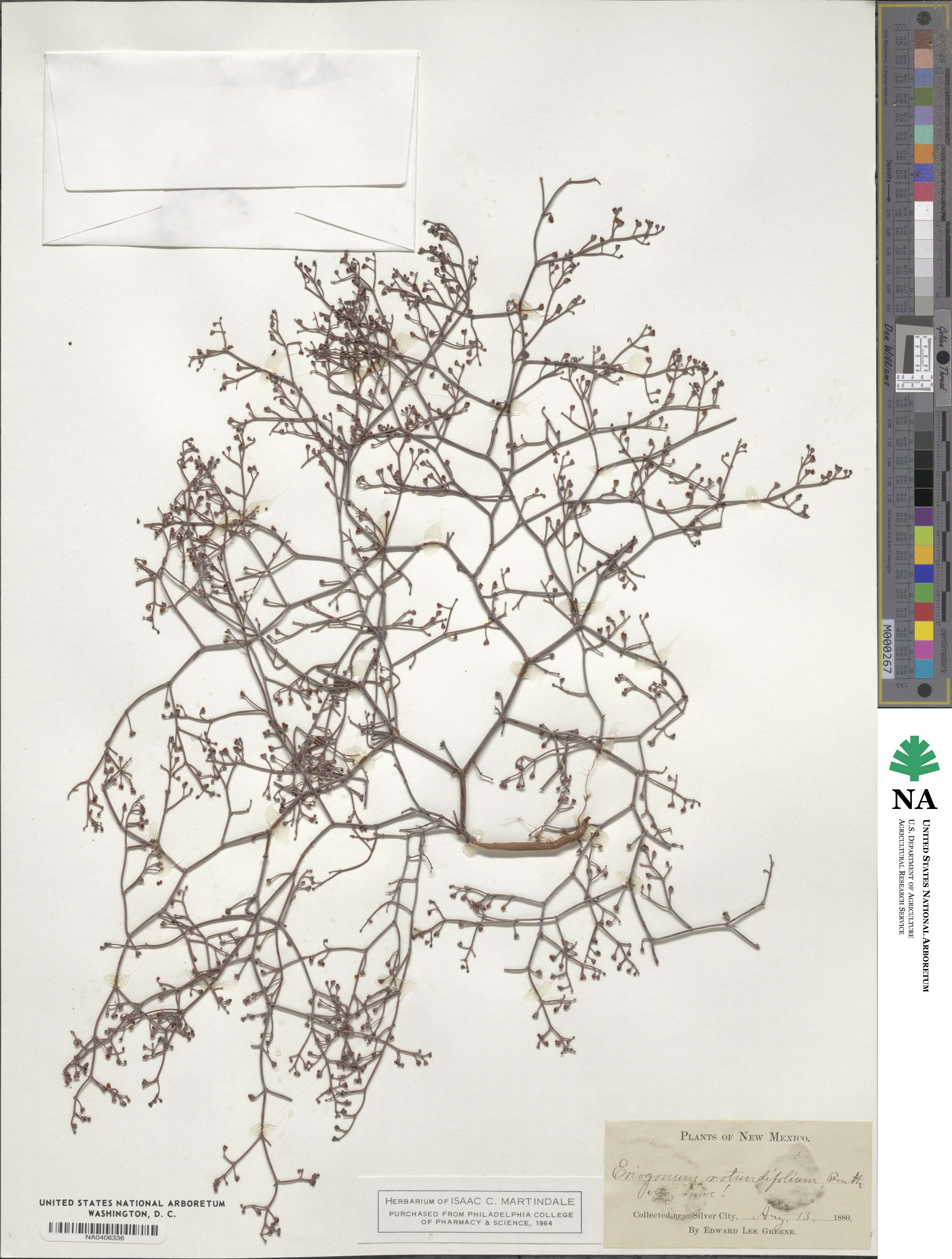 Eriogonum rotundifolium image