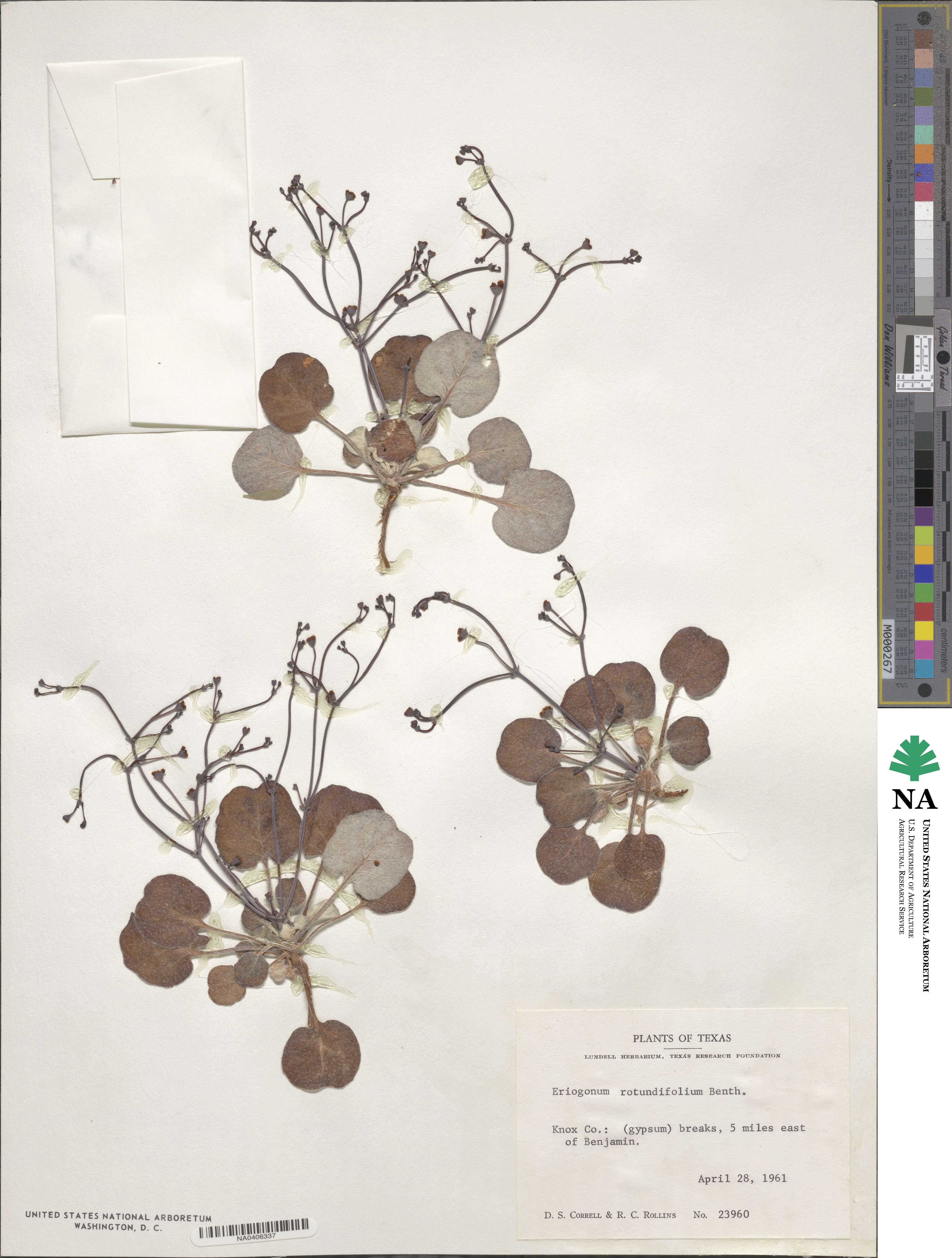 Eriogonum rotundifolium image