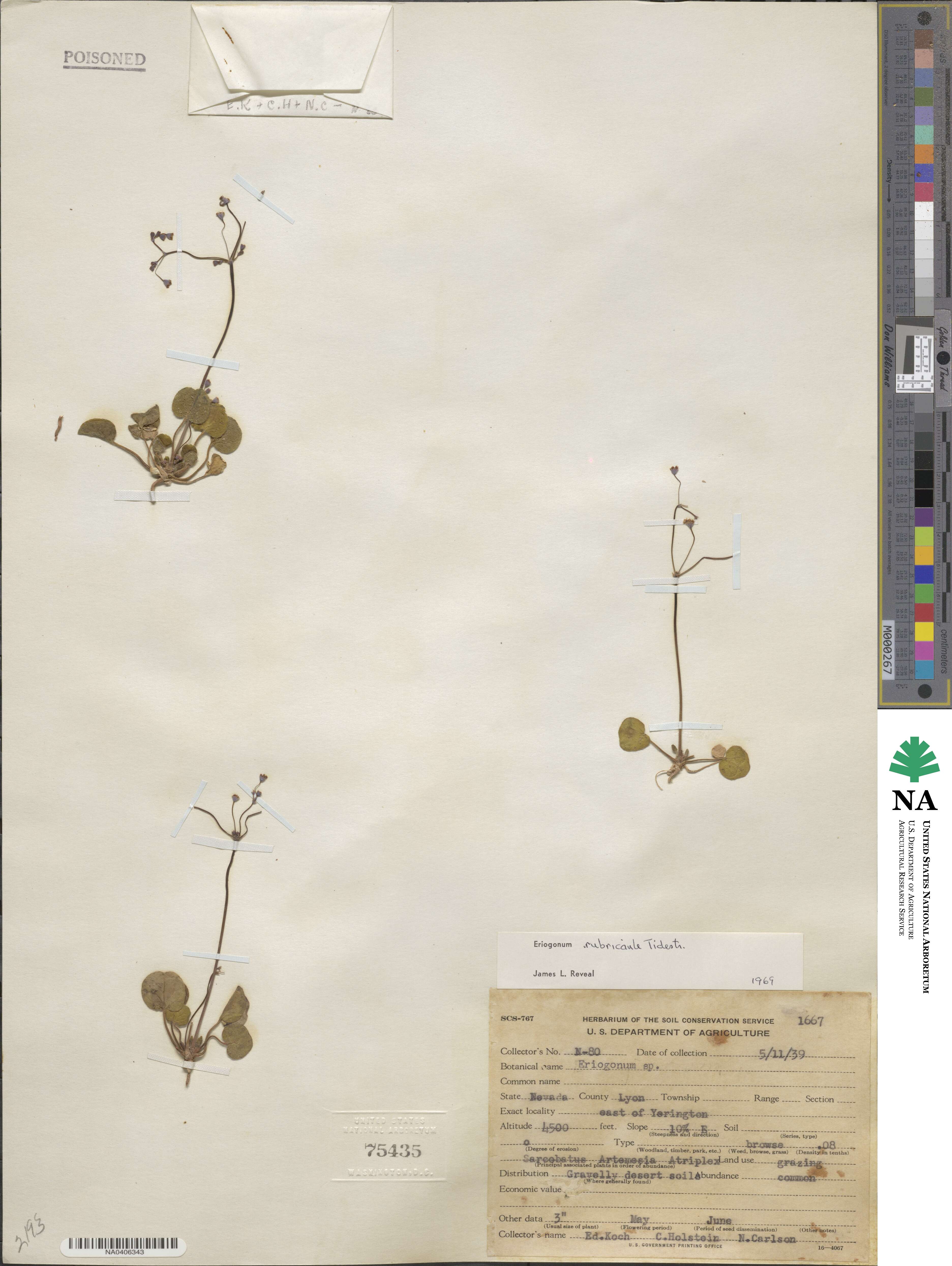 Eriogonum rubricaule image