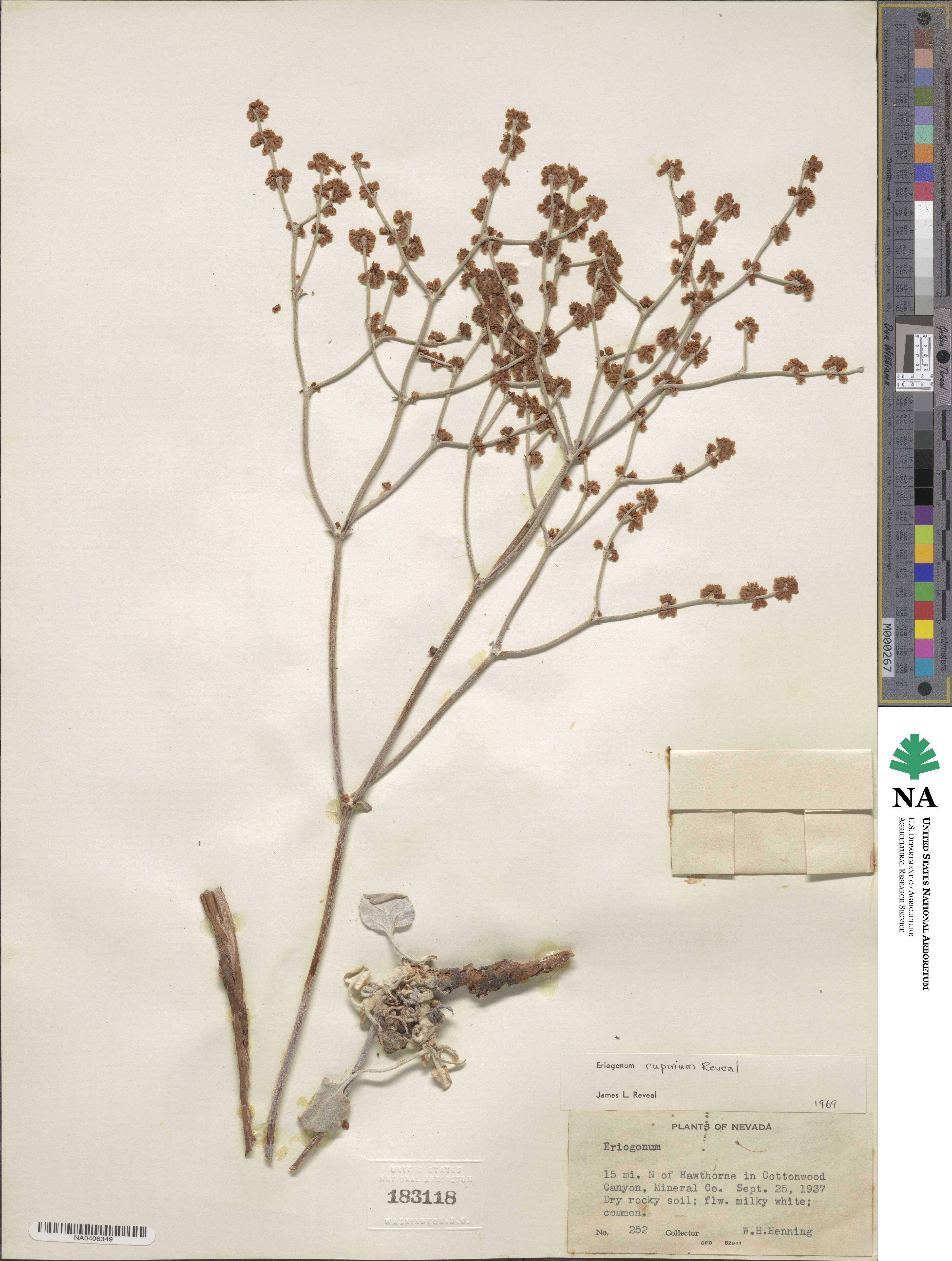 Eriogonum rupinum image