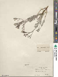 Eriogonum corymbosum image