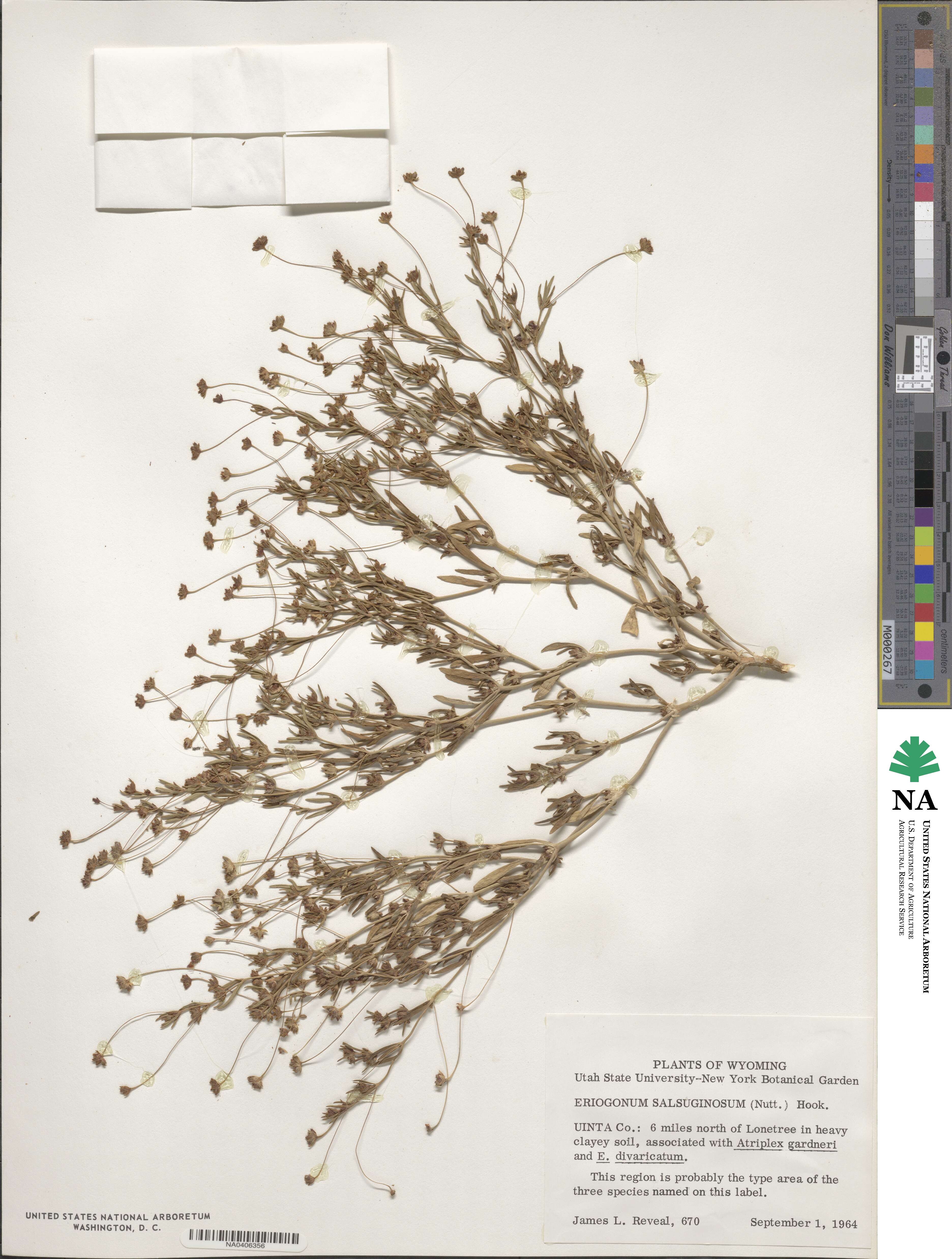 Stenogonum salsuginosum image