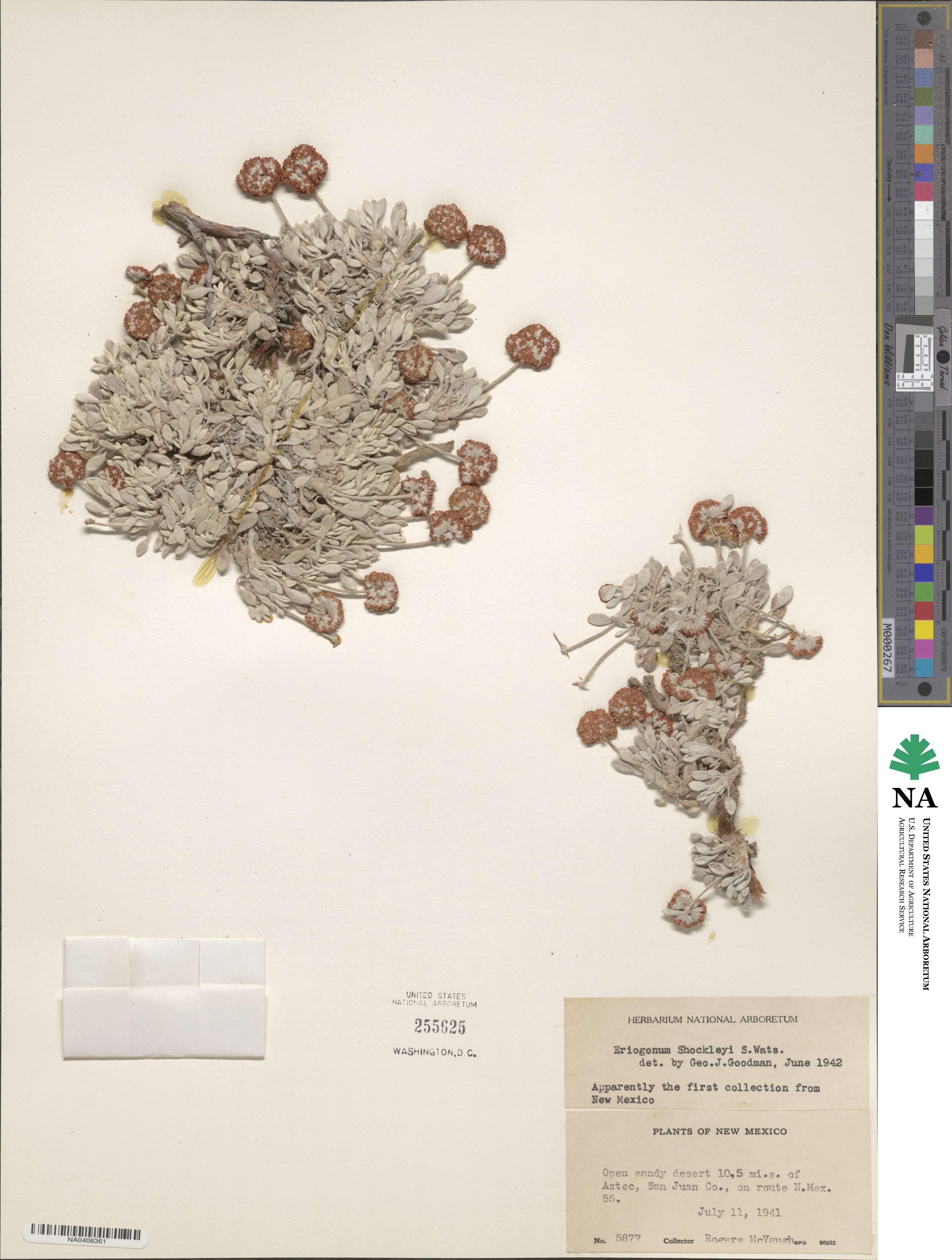 Eriogonum shockleyi image