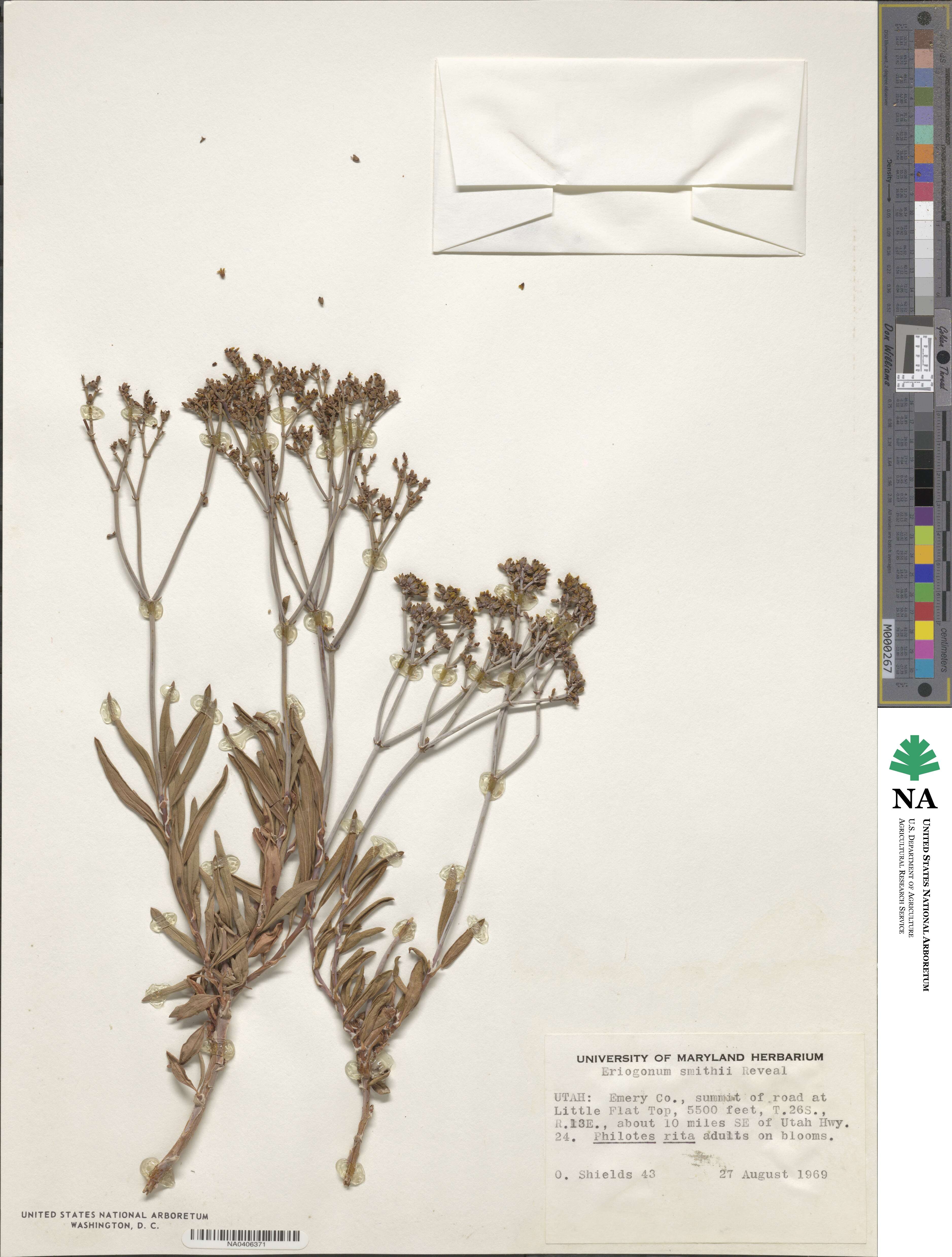 Eriogonum smithii image