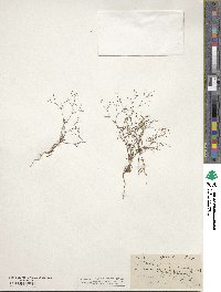 Eriogonum spergulinum image