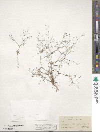 Eriogonum spergulinum image