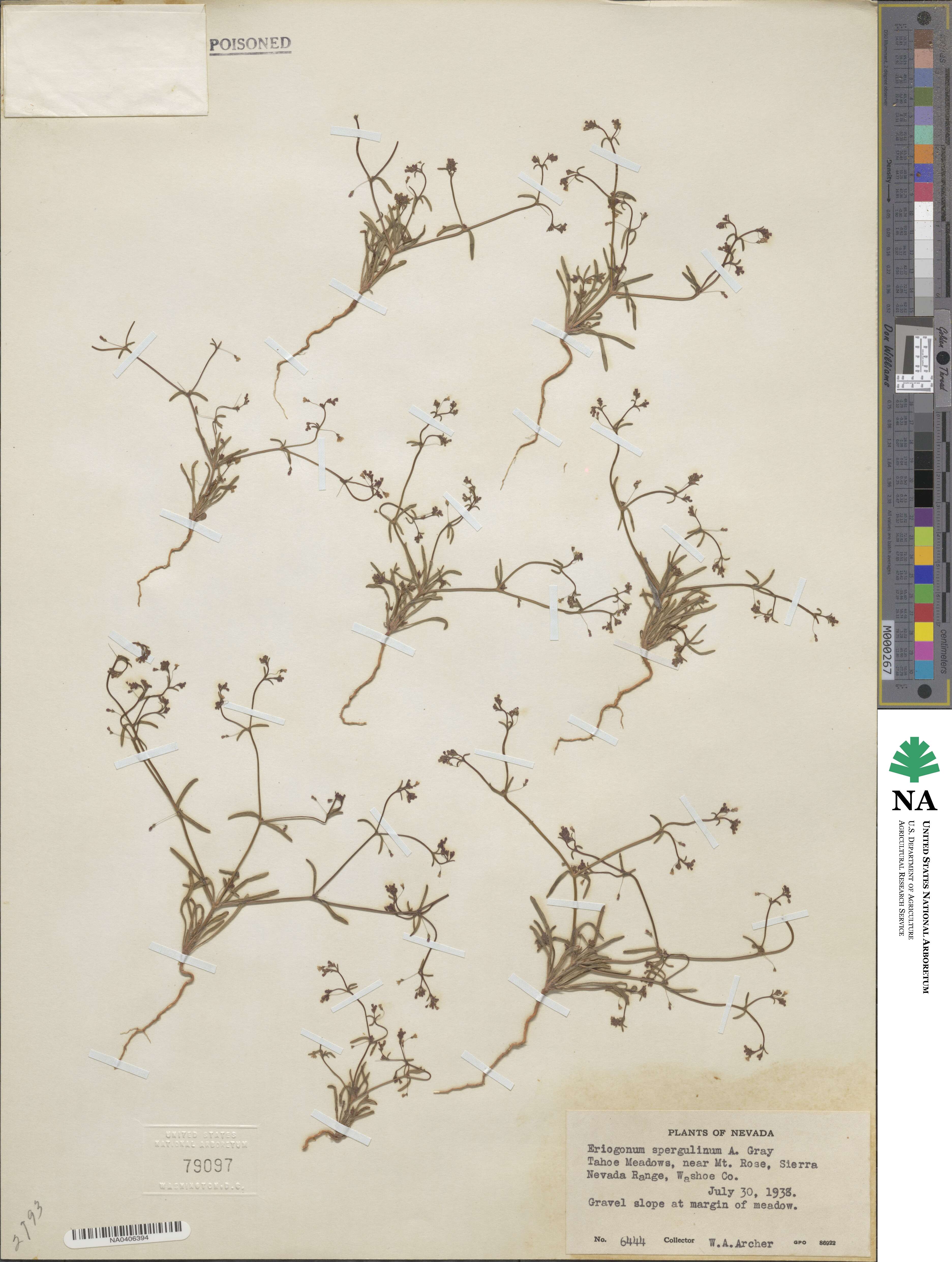 Eriogonum spergulinum image