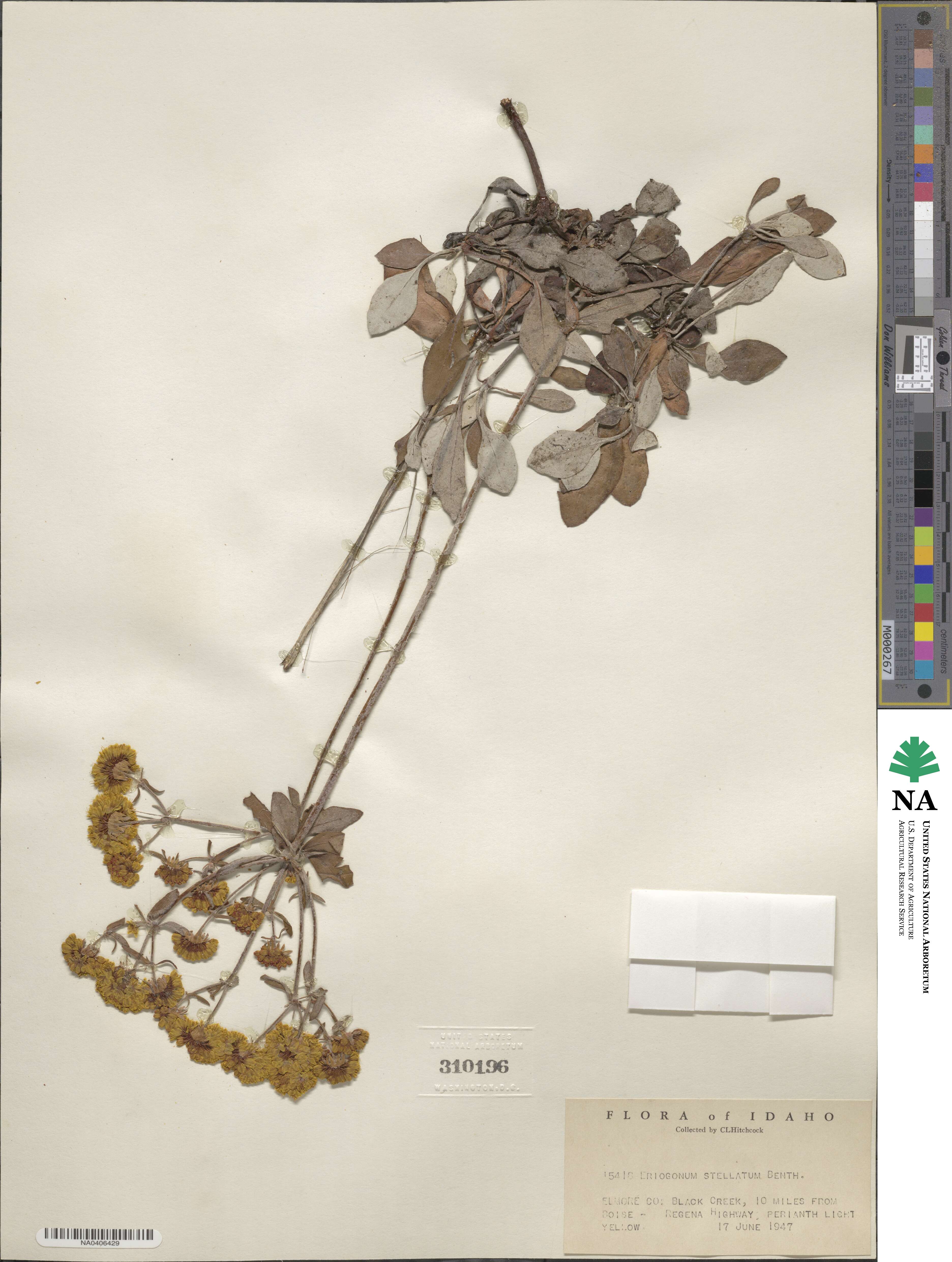 Eriogonum umbellatum var. ellipticum image