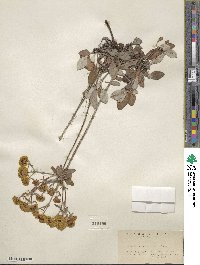 Eriogonum umbellatum var. ellipticum image