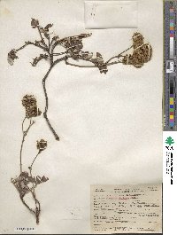 Eriogonum umbellatum var. ellipticum image