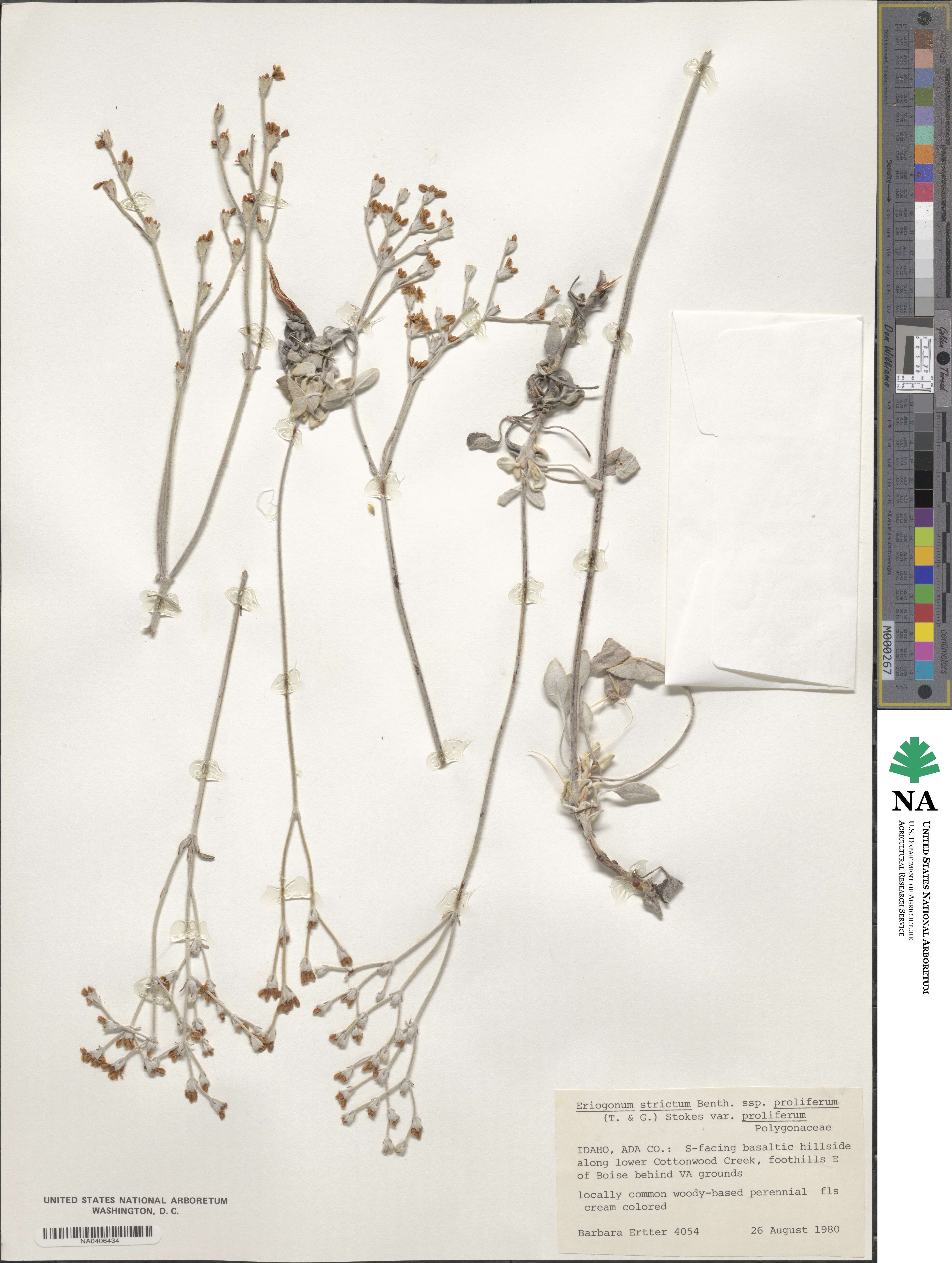 Eriogonum strictum var. proliferum image