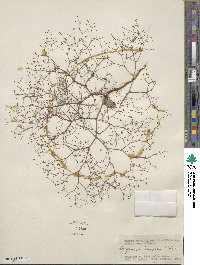 Eriogonum subreniforme image