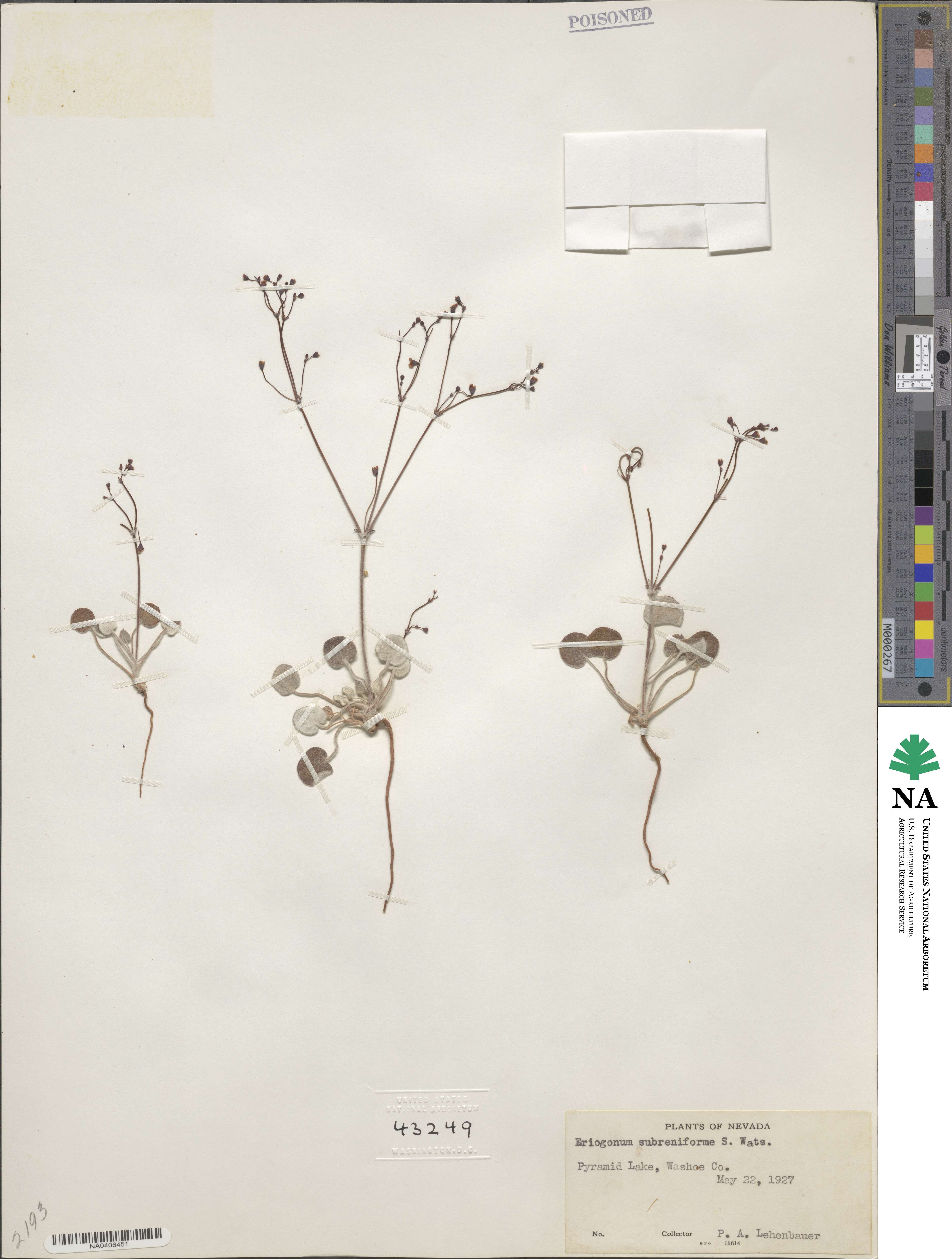 Eriogonum subreniforme image