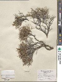 Eriogonum heermannii image