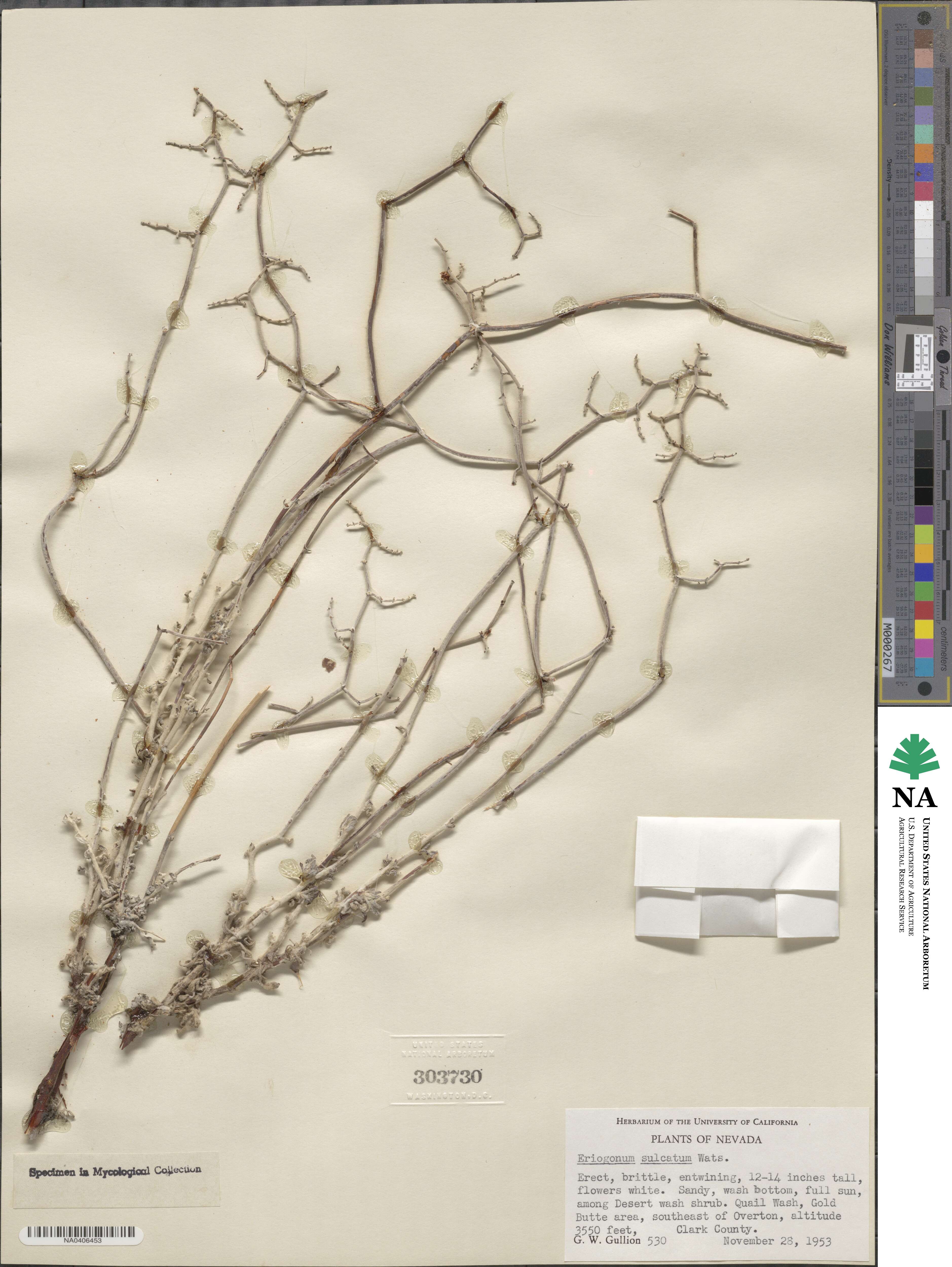 Eriogonum heermannii image